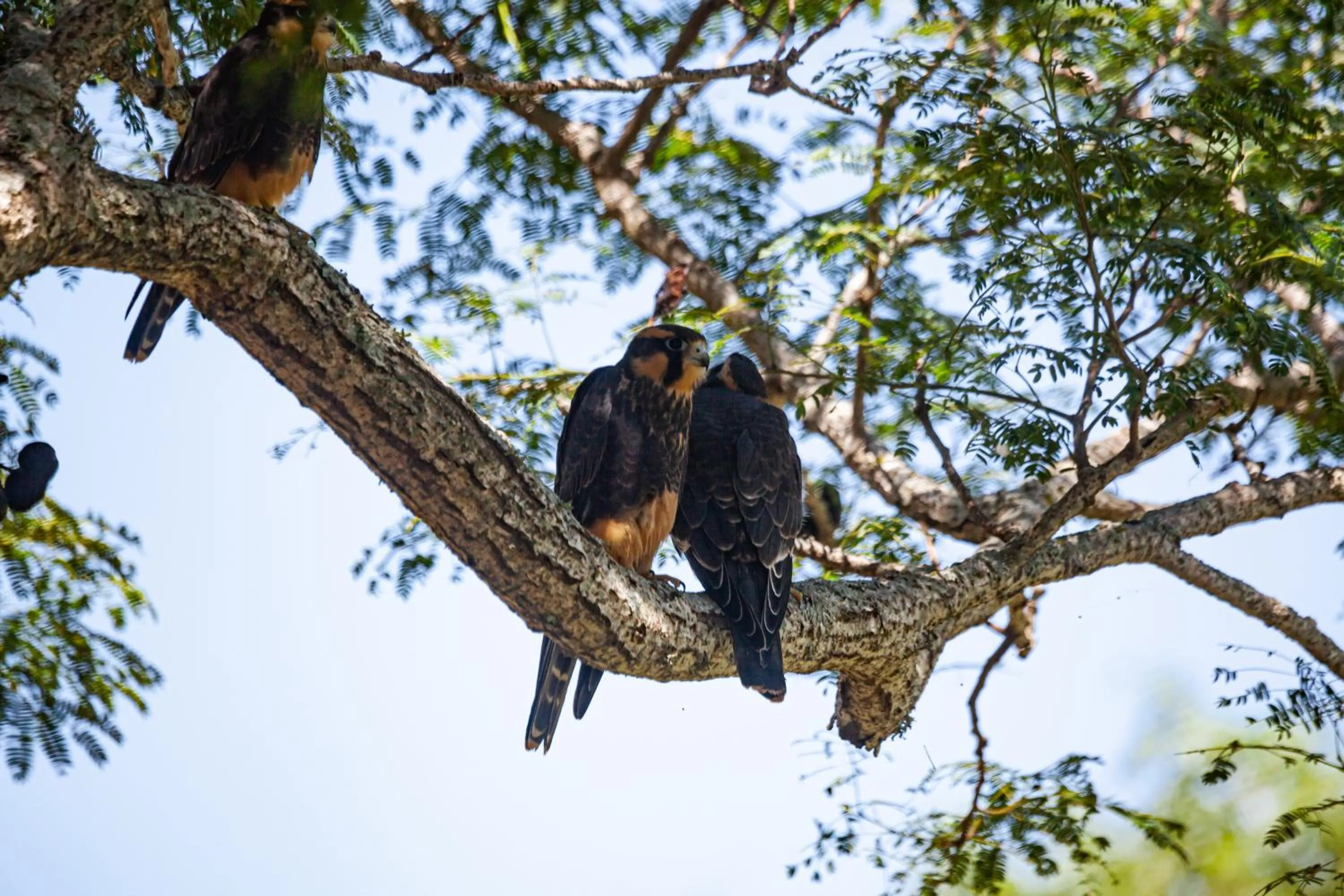 Animals in El Tránsito Hotel Boutique