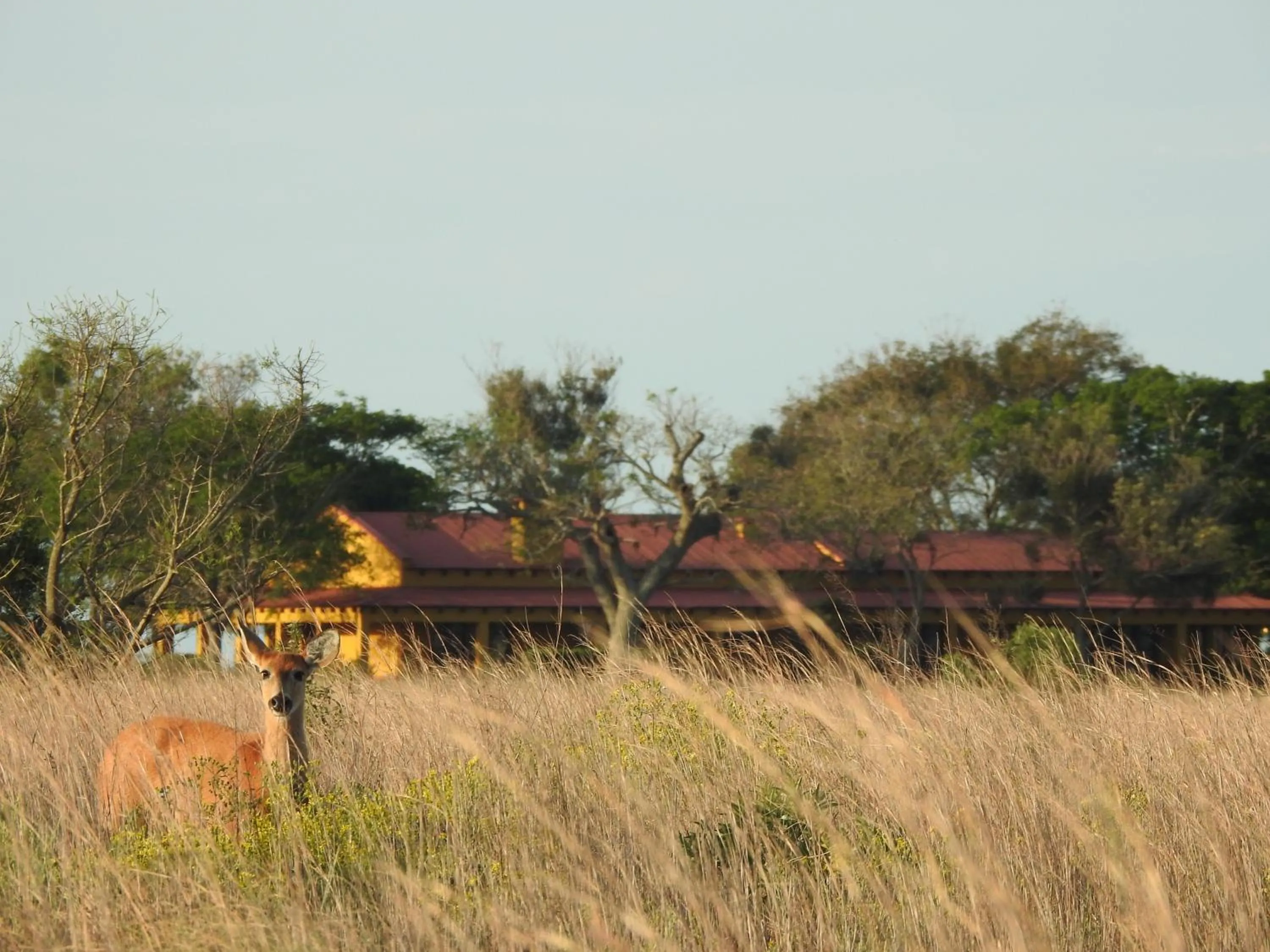 Animals in El Tránsito Hotel Boutique