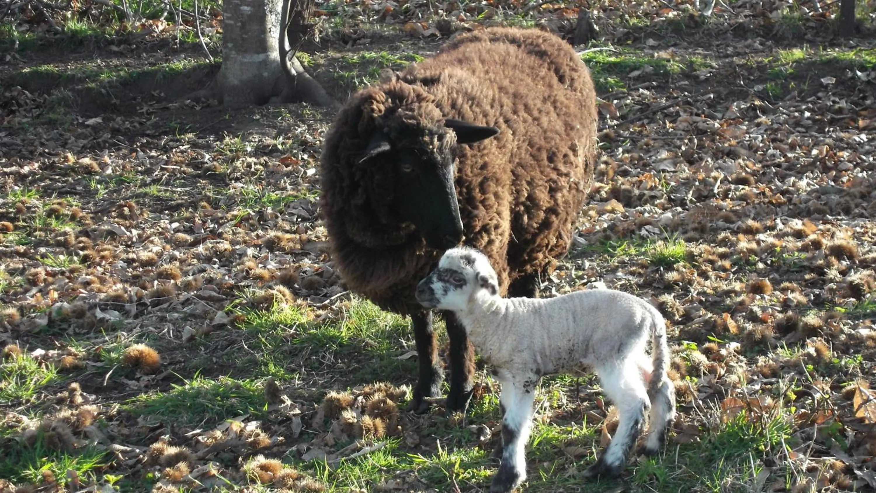 Facade/entrance in Apart hotel Puchaley Lafquen