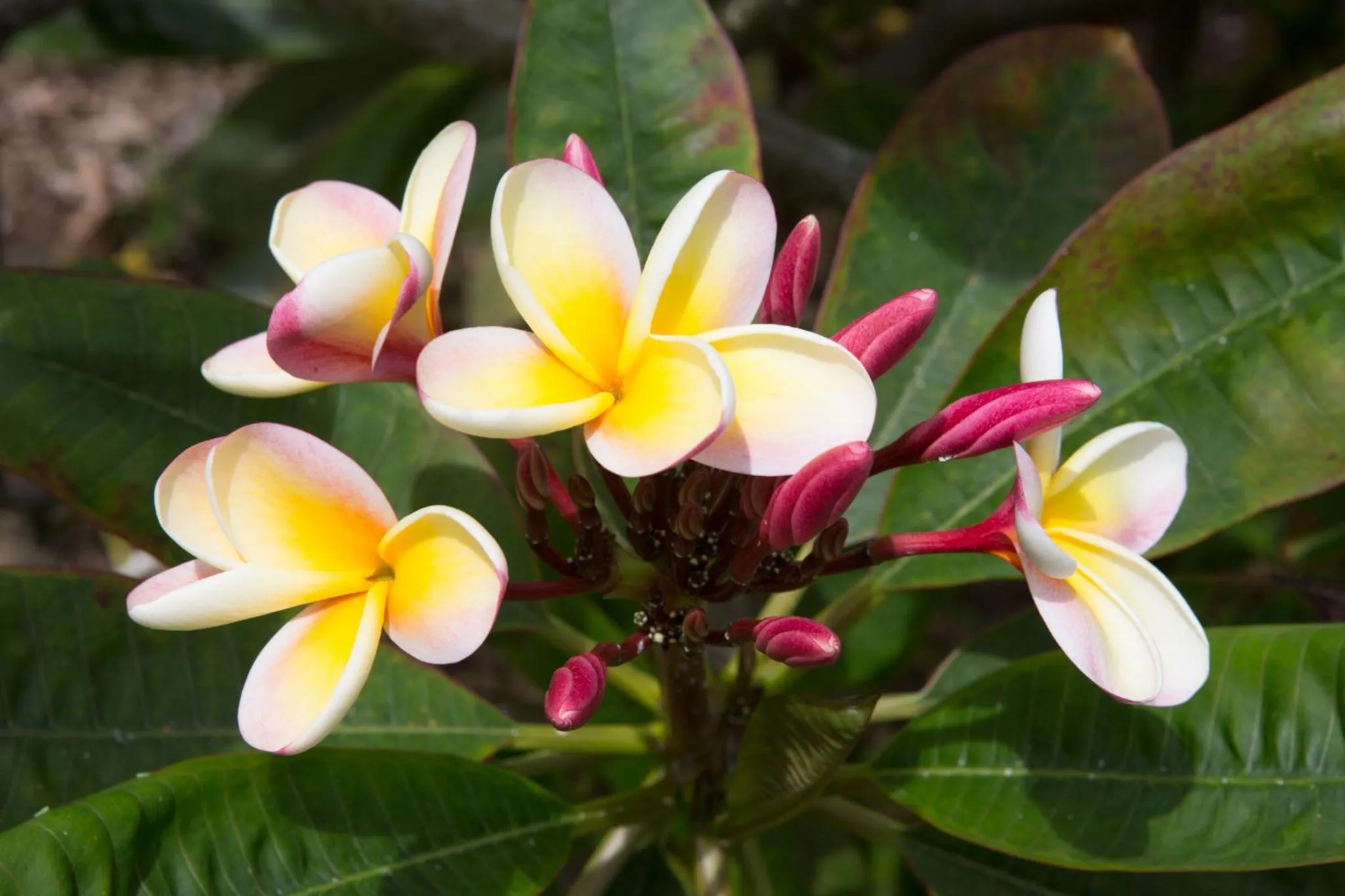 Banyan Tree Sanctuary Guest House