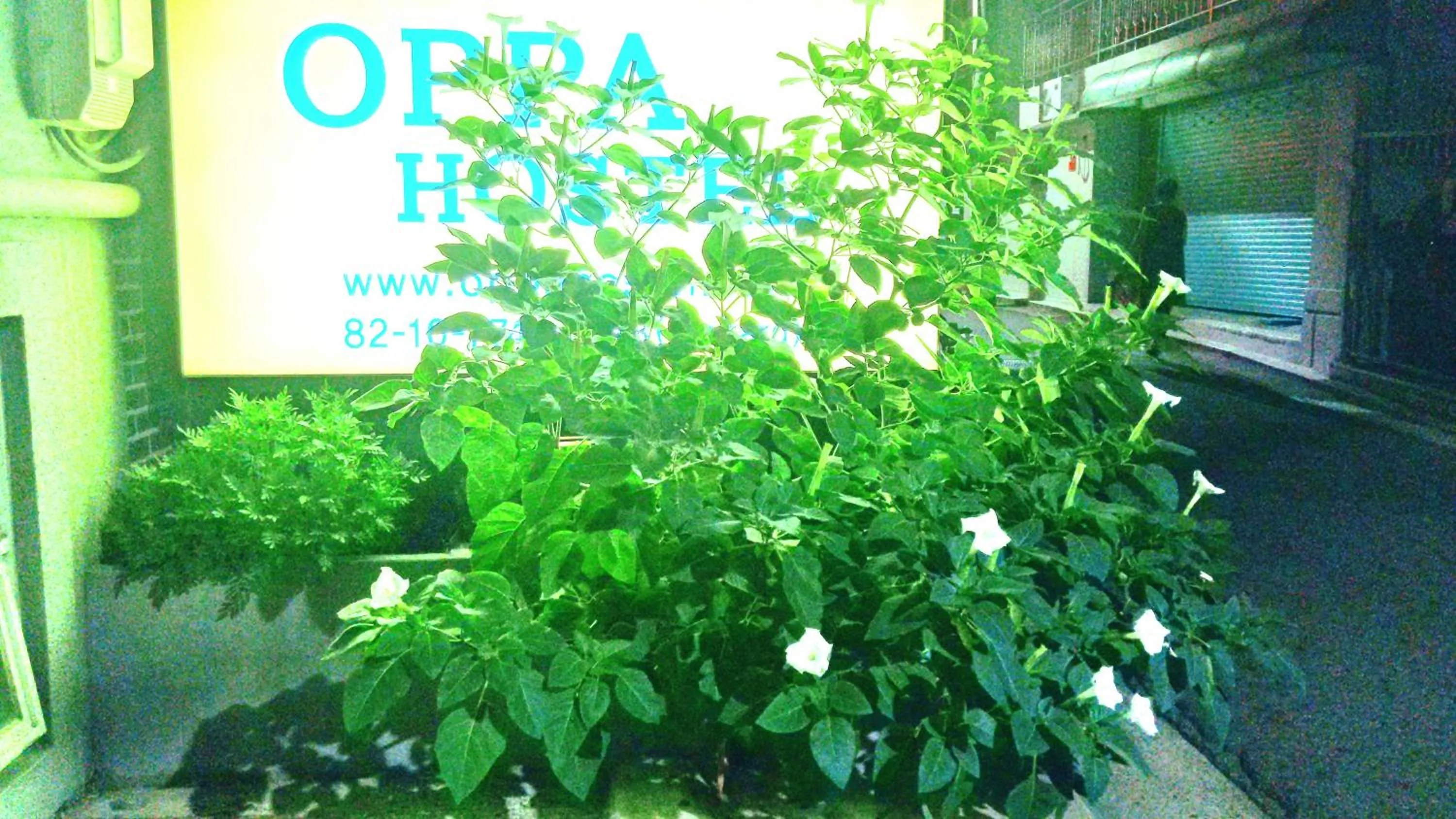 OPPA Hostel Sinchon-Hongdae