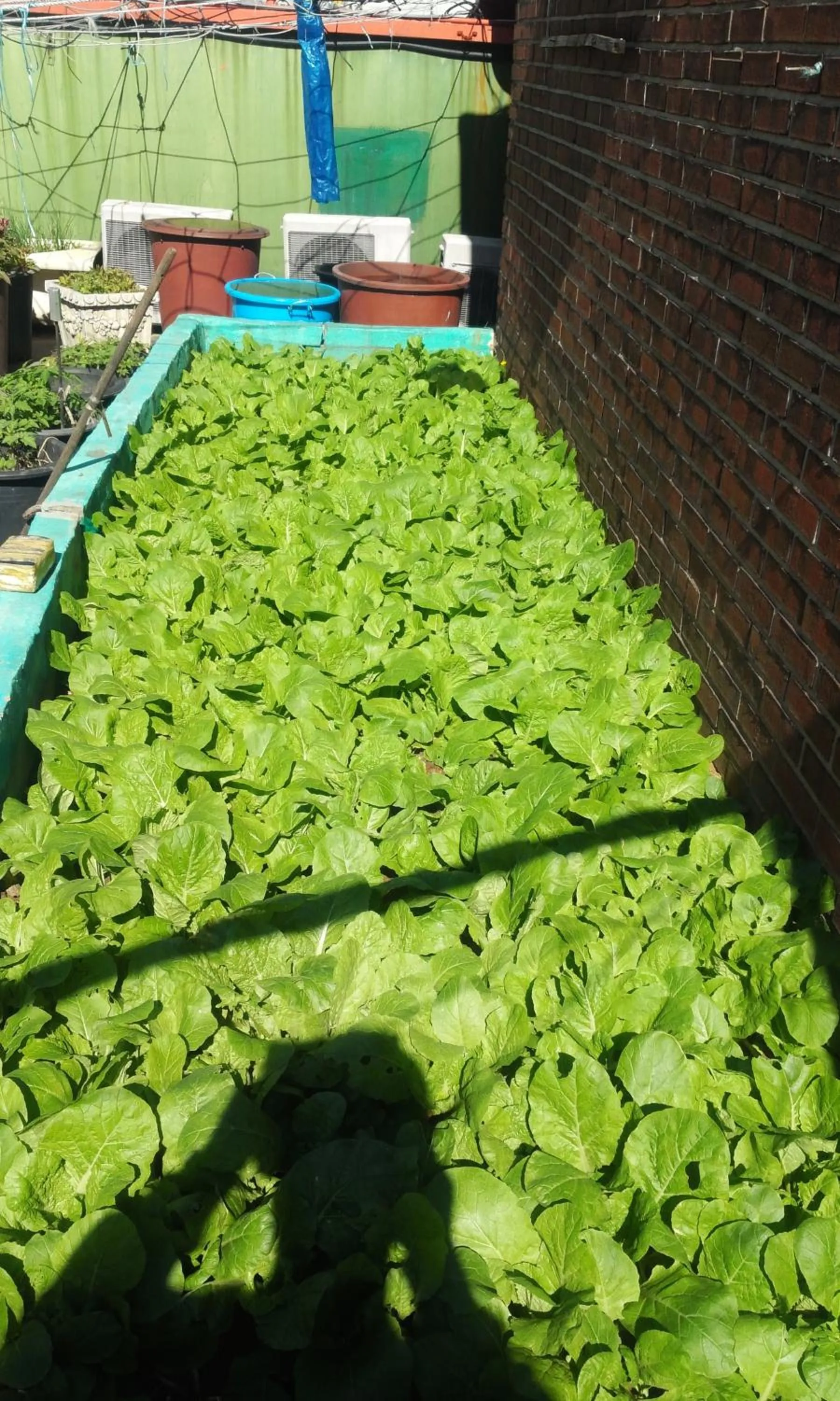 Garden in OPPA Hostel Sinchon-Hongdae