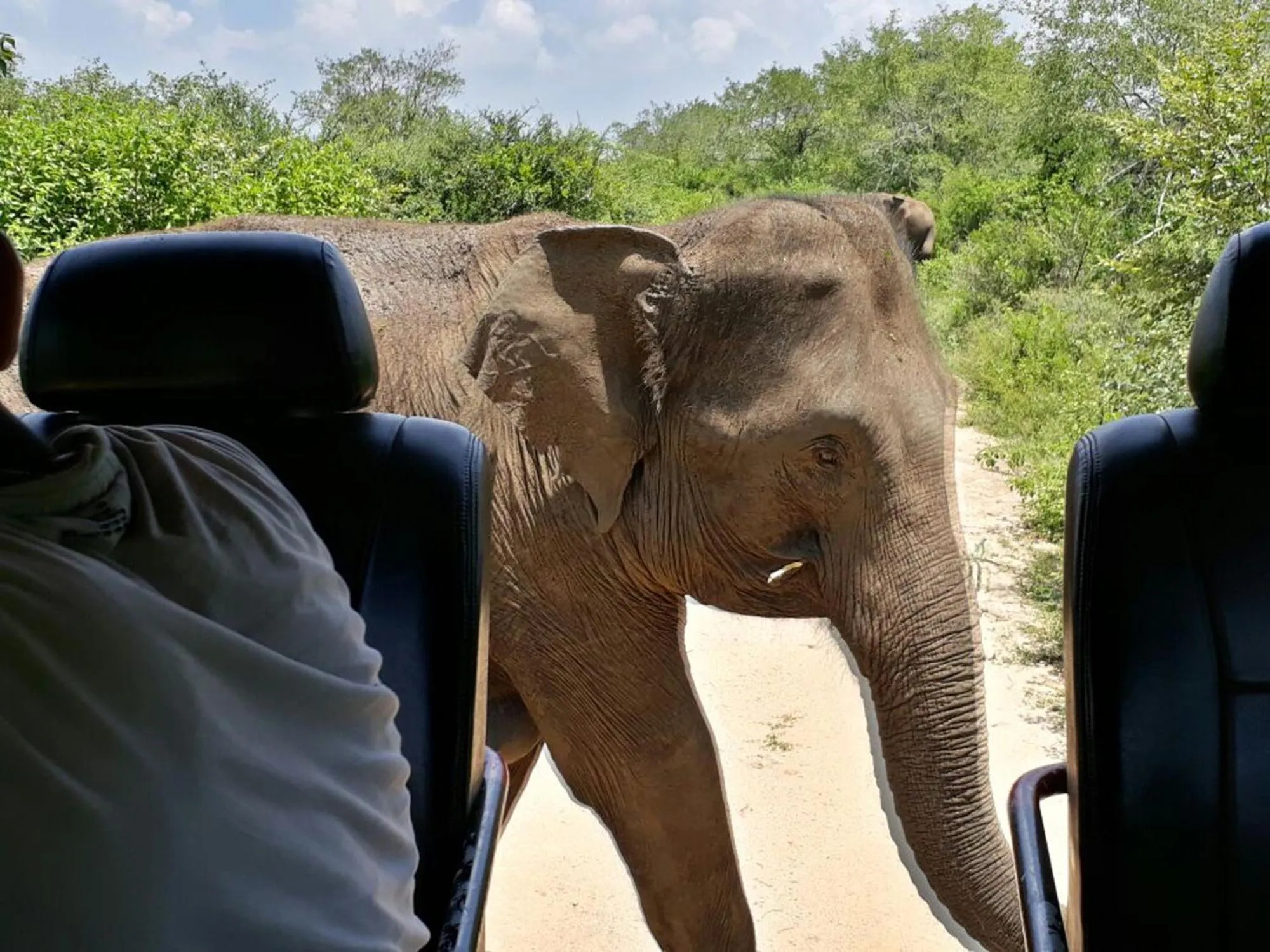 Activities in Big Game Udawalawe - by Eco Team
