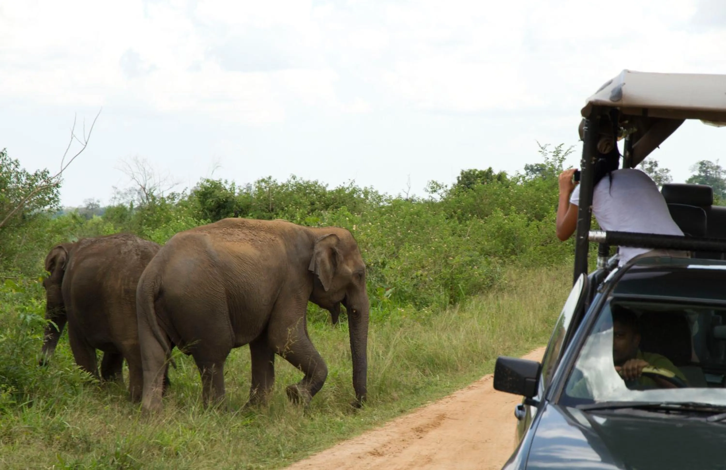 Off site in Big Game Udawalawe - by Eco Team