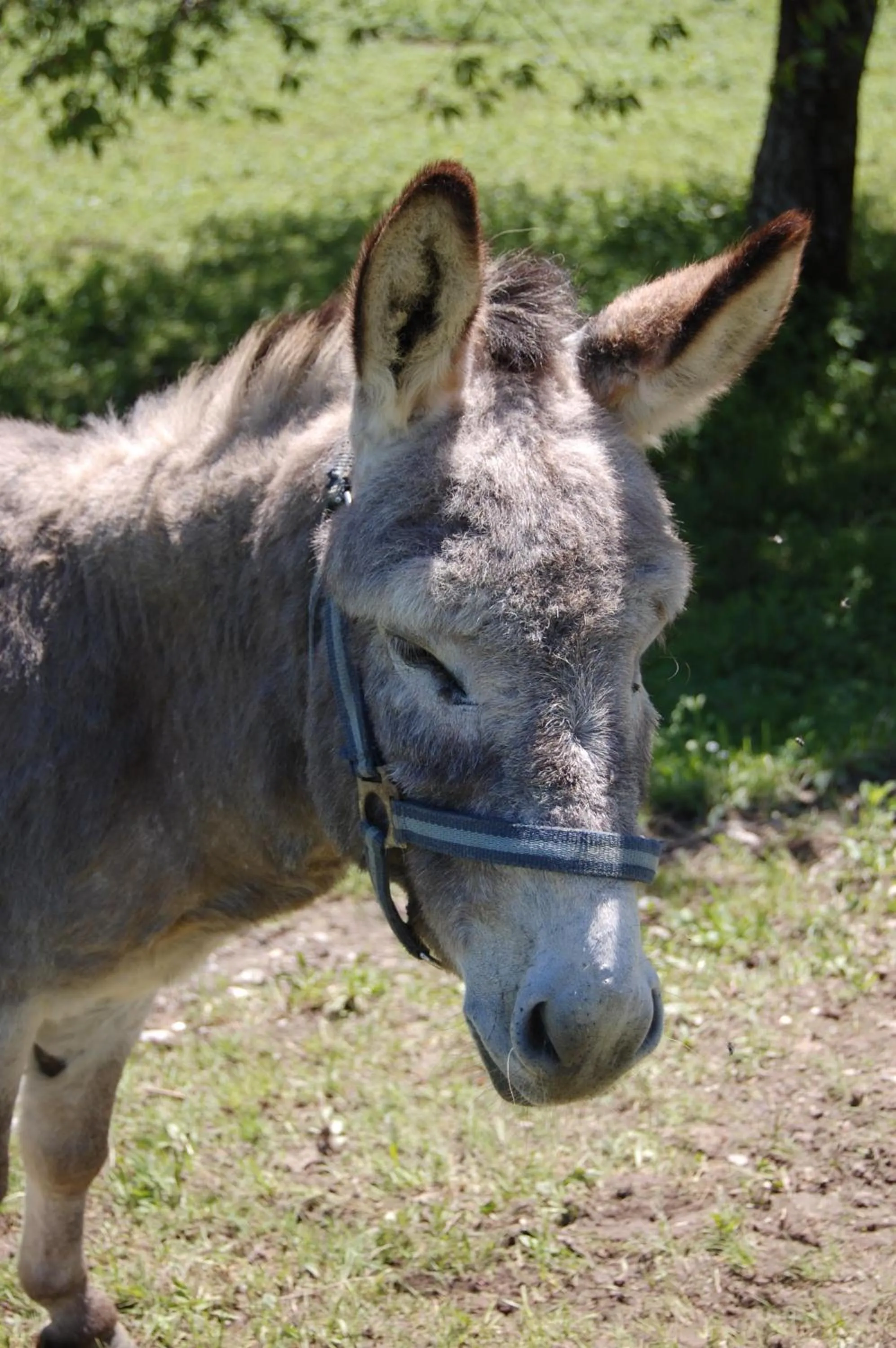 Other in Gasthof Martinihof