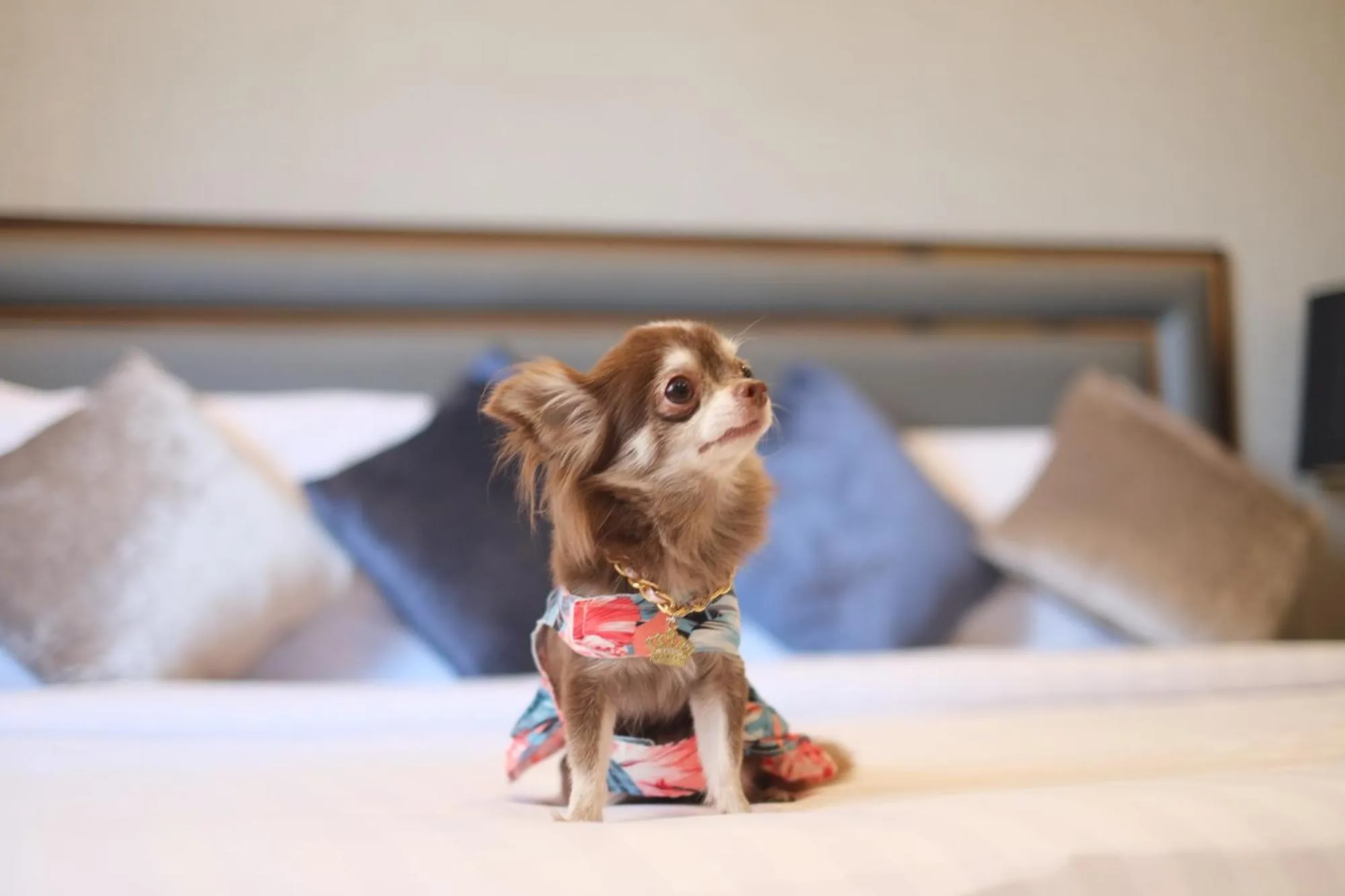 Pets, Bed in Grand Asoke Suites Boutique Residence