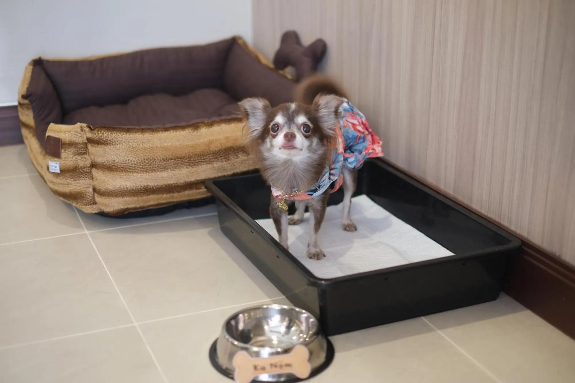 Pets in Grand Asoke Suites Boutique Residence