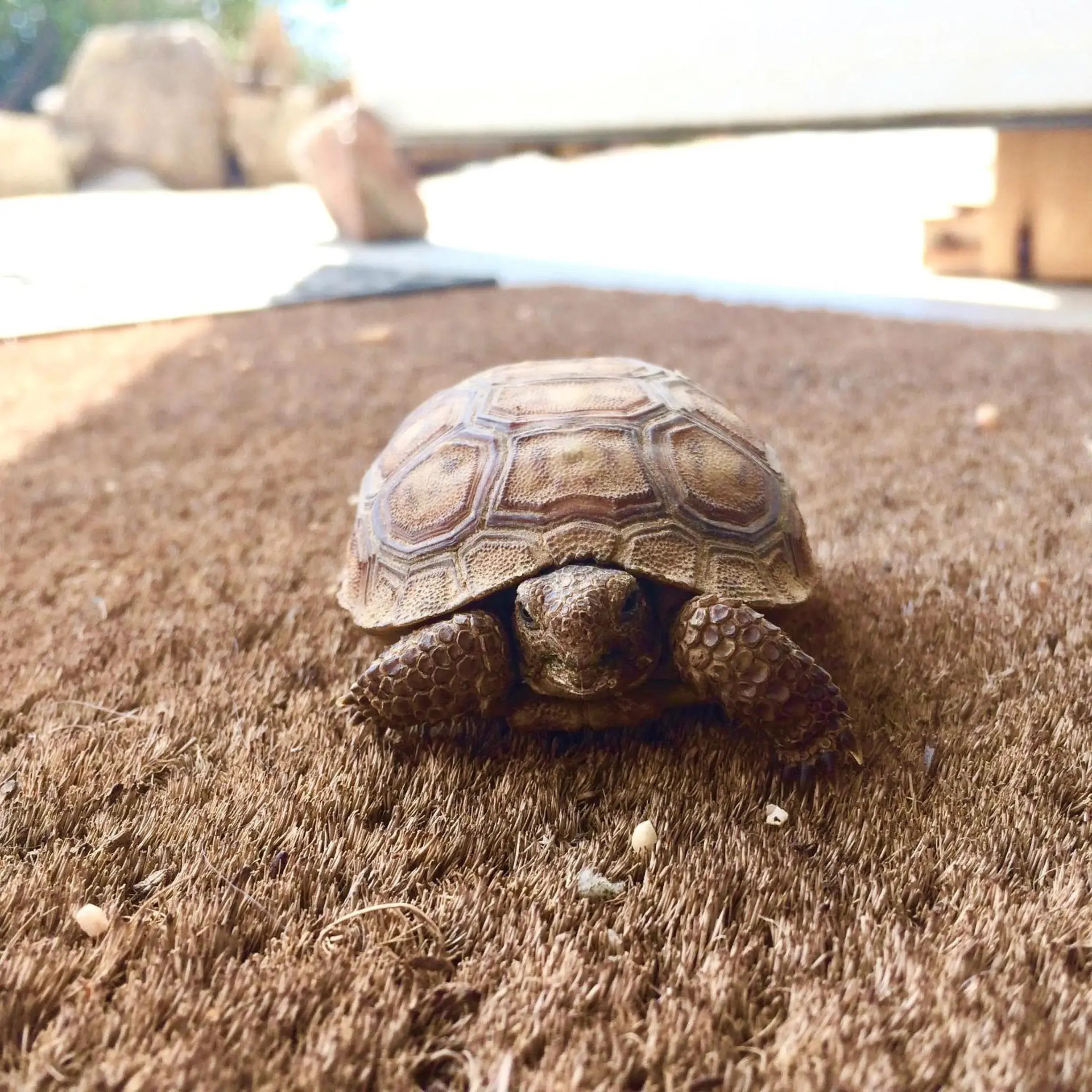 One-Bedroom Apartment in Popular Homestead! Location, Stargaze, Views! One-Bedroom Apartment in Popular Homestead! Location, Stargaze, Views!