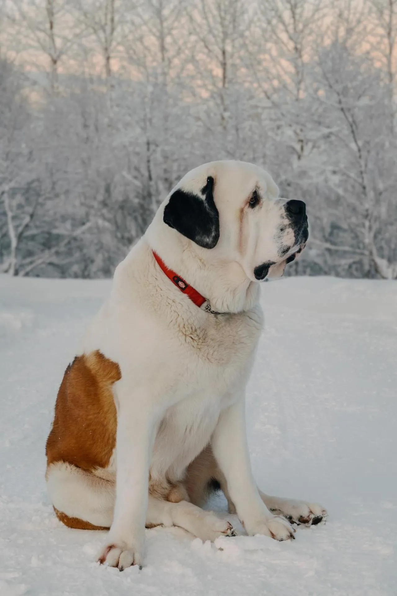 Pets in Hotel Kriunes