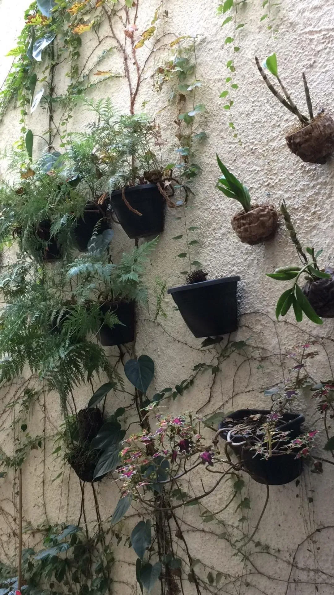 Garden in Micasa Hostel - Congonhas