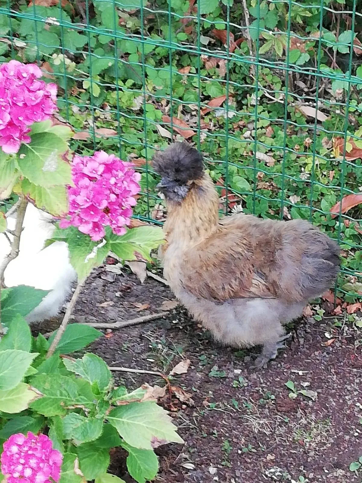 Garden in Manoir des Lions de Tourgéville