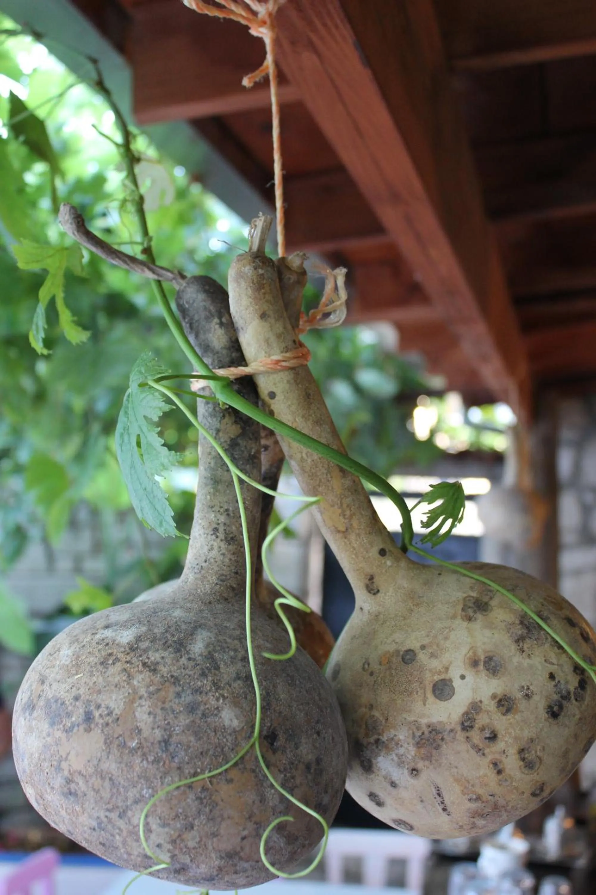Garden view in Alacati Asmali Konak Hotel