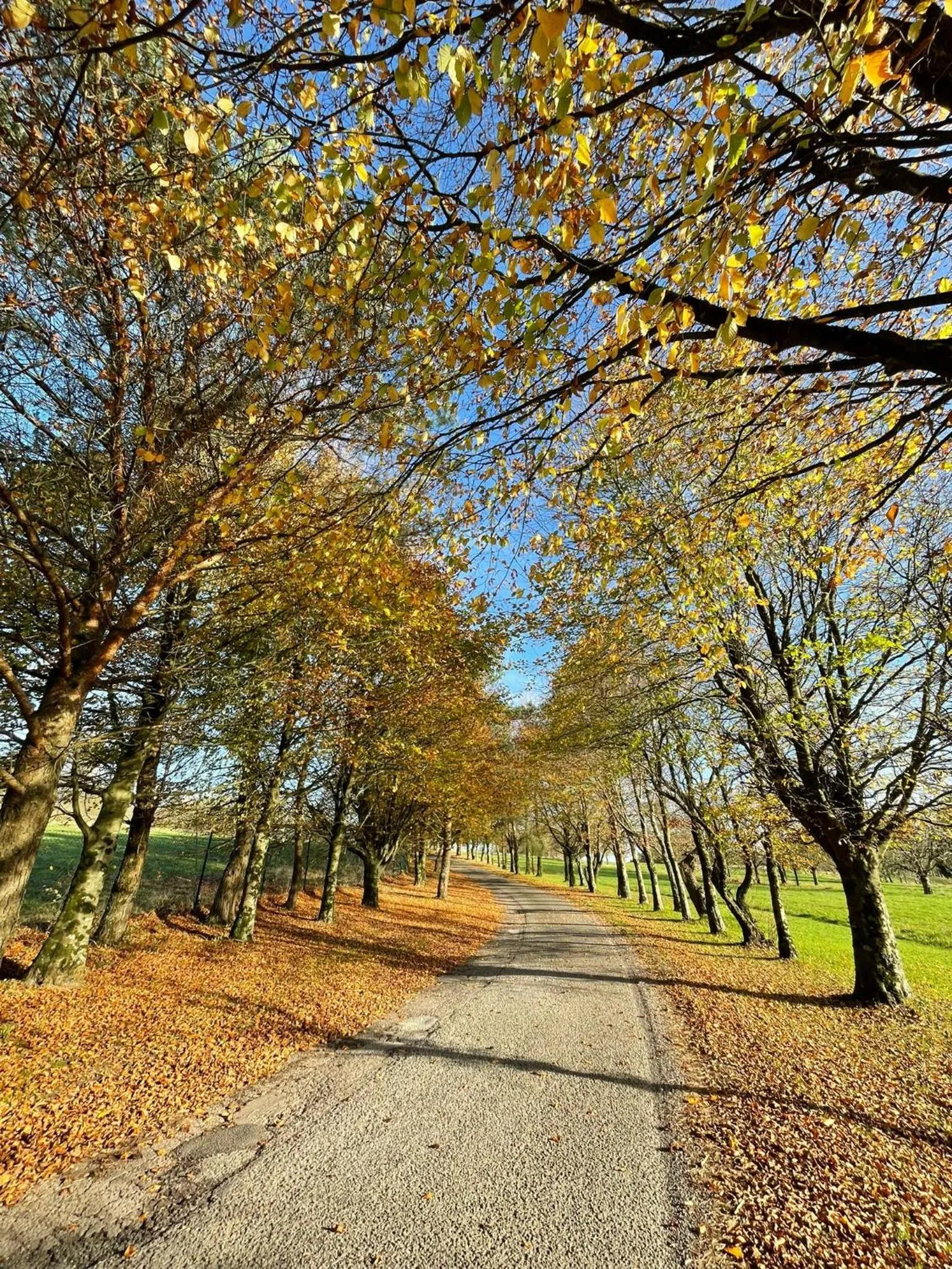 Natural landscape in Fernhill Lodge Carrigaline