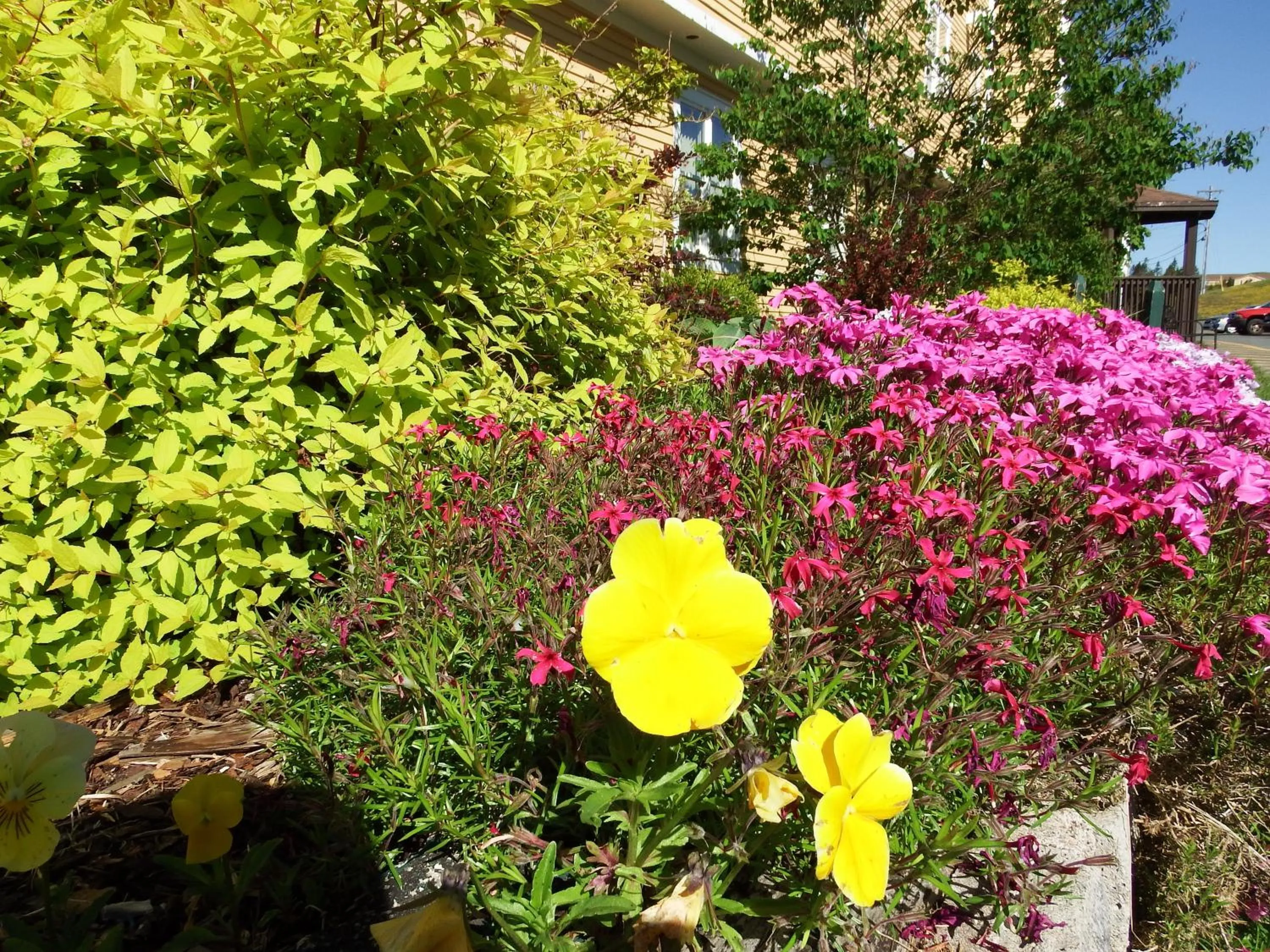 Other in The Wilds at Salmonier River