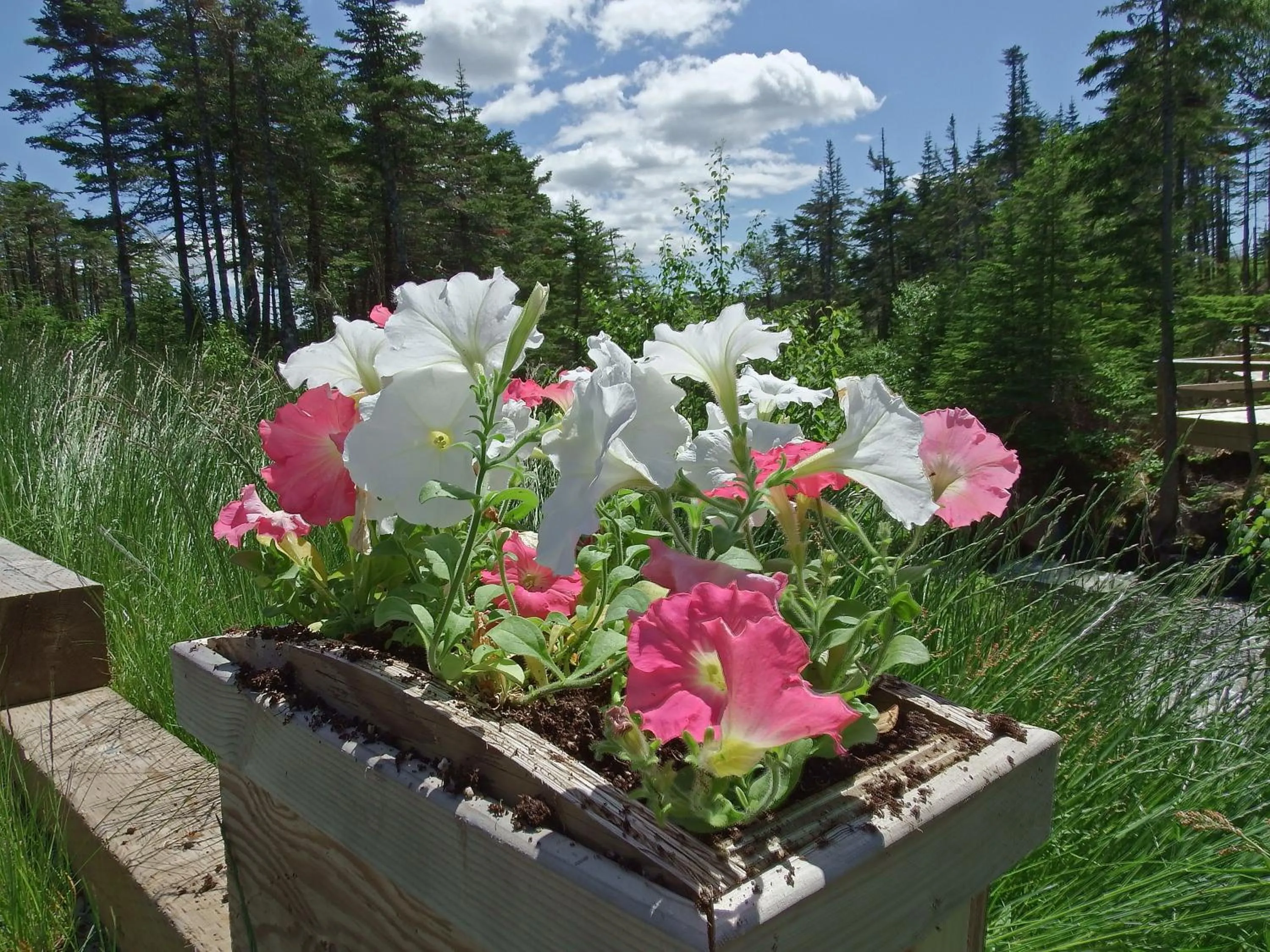 Hiking in The Wilds at Salmonier River
