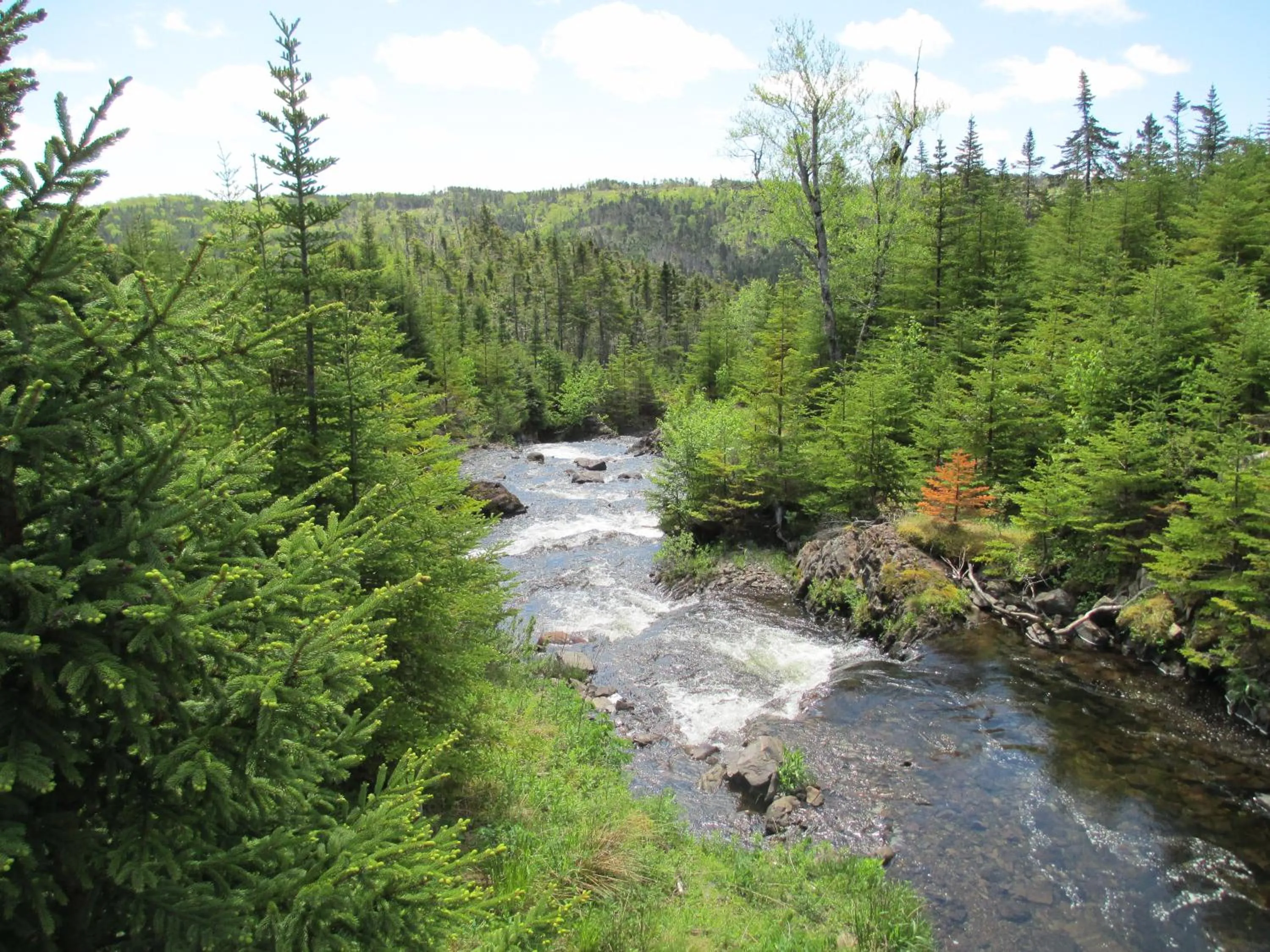 Natural landscape in The Wilds at Salmonier River