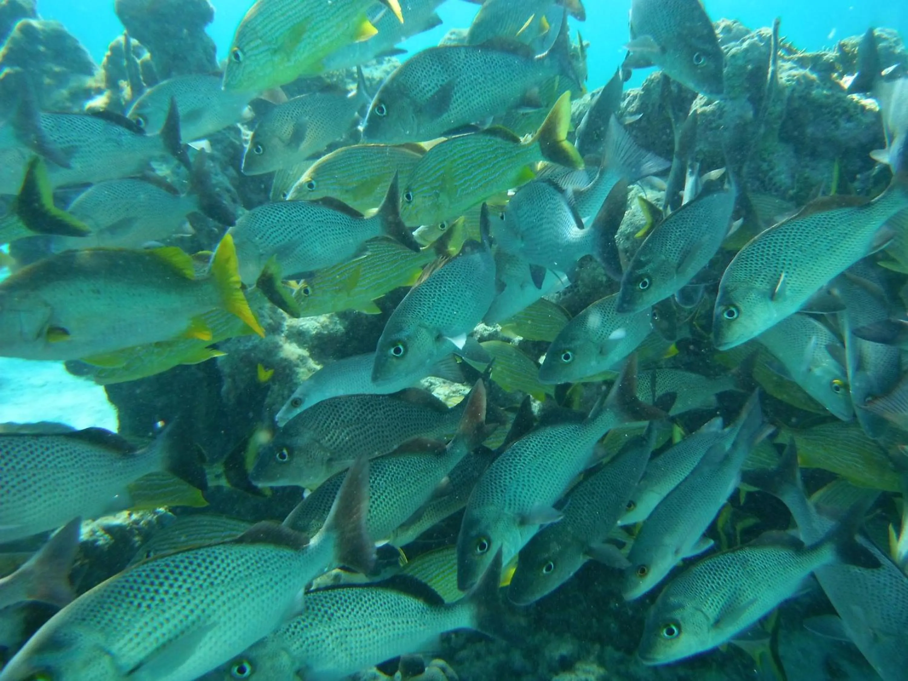 Snorkeling in Shaka Caye All inclusive Resort