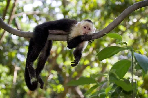 Red Frog Beach Island Resort