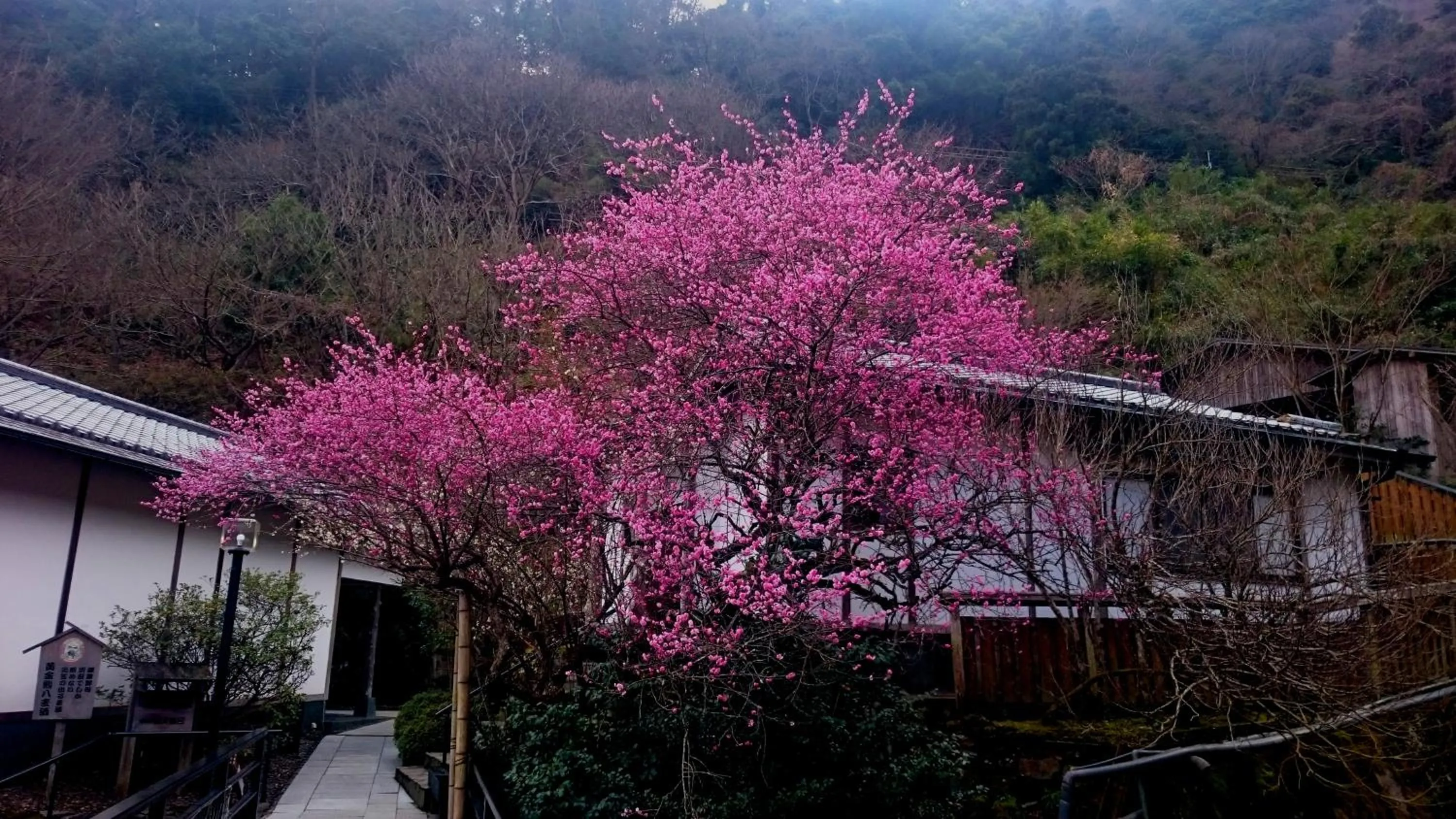 Spring in Beppu Showaen