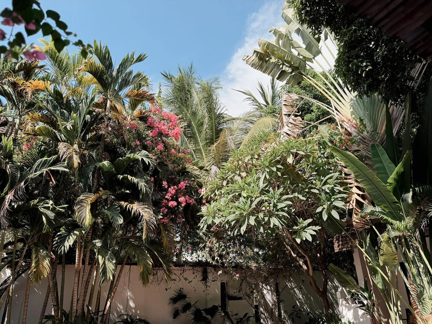 Garden in Maison 557