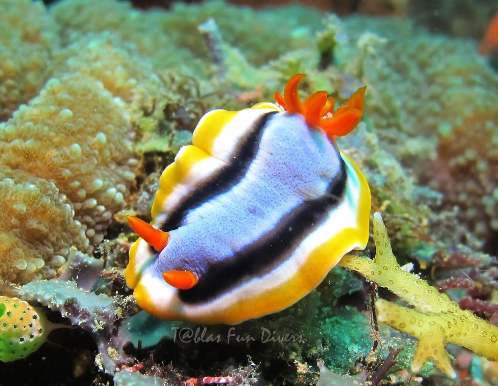 Activities in Binucot Beach Resort