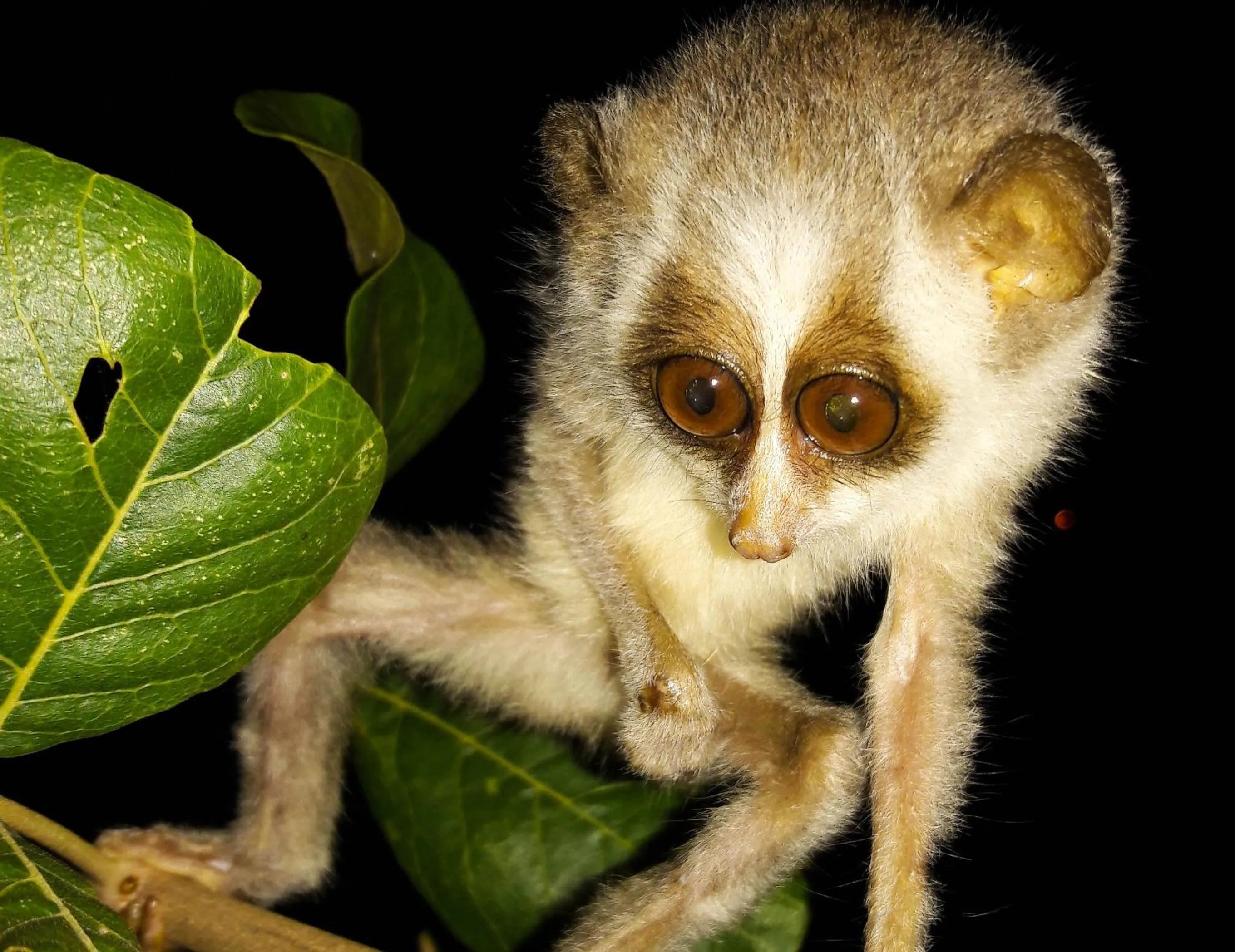 Off site in Big Game - Wilpattu by Eco Team