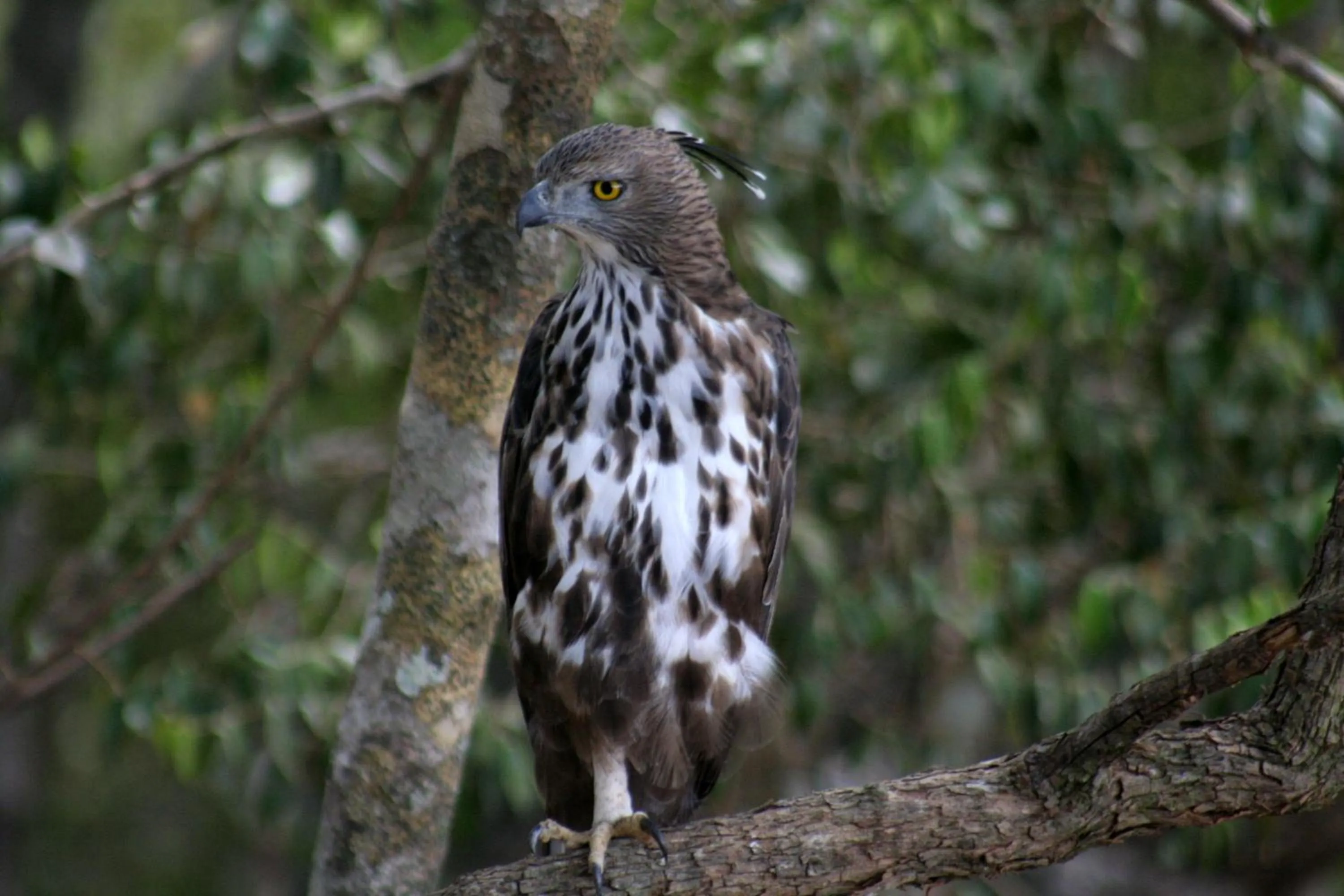 Area and facilities in Big Game - Wilpattu by Eco Team