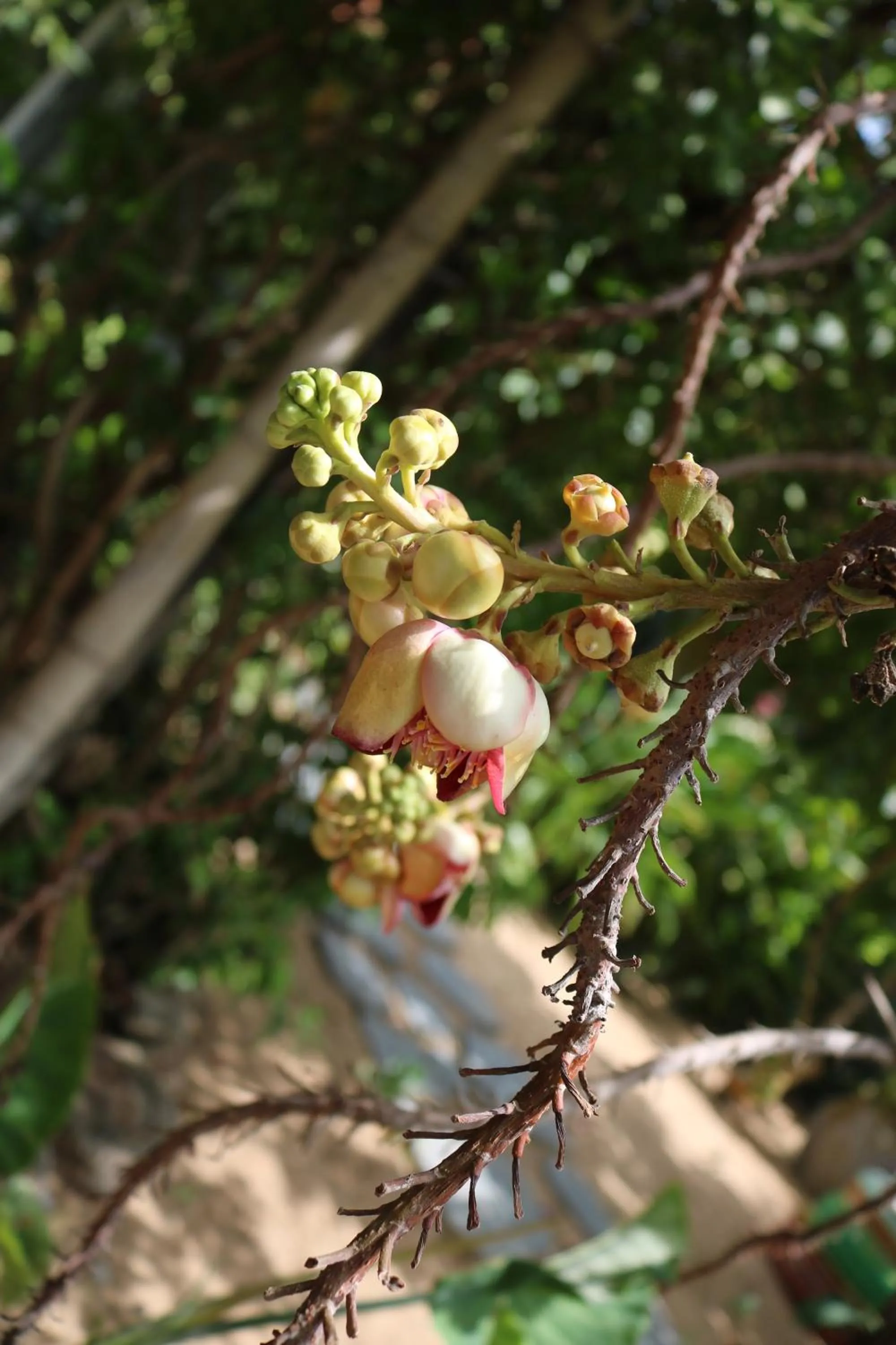 Yellow Farm Homestay at Tuy Hòa Phú Yên