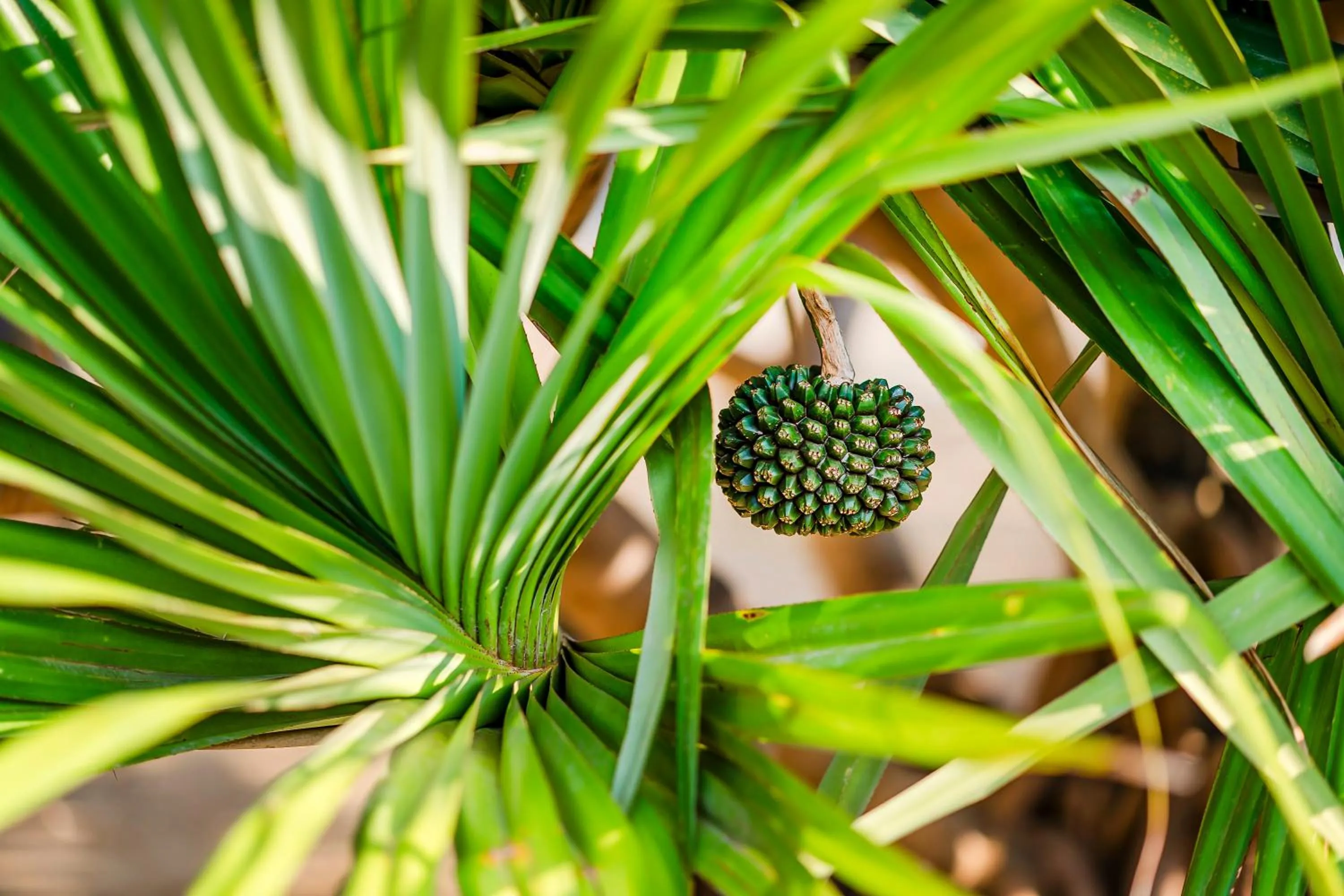 Garden view in Southern Sun Homestay North