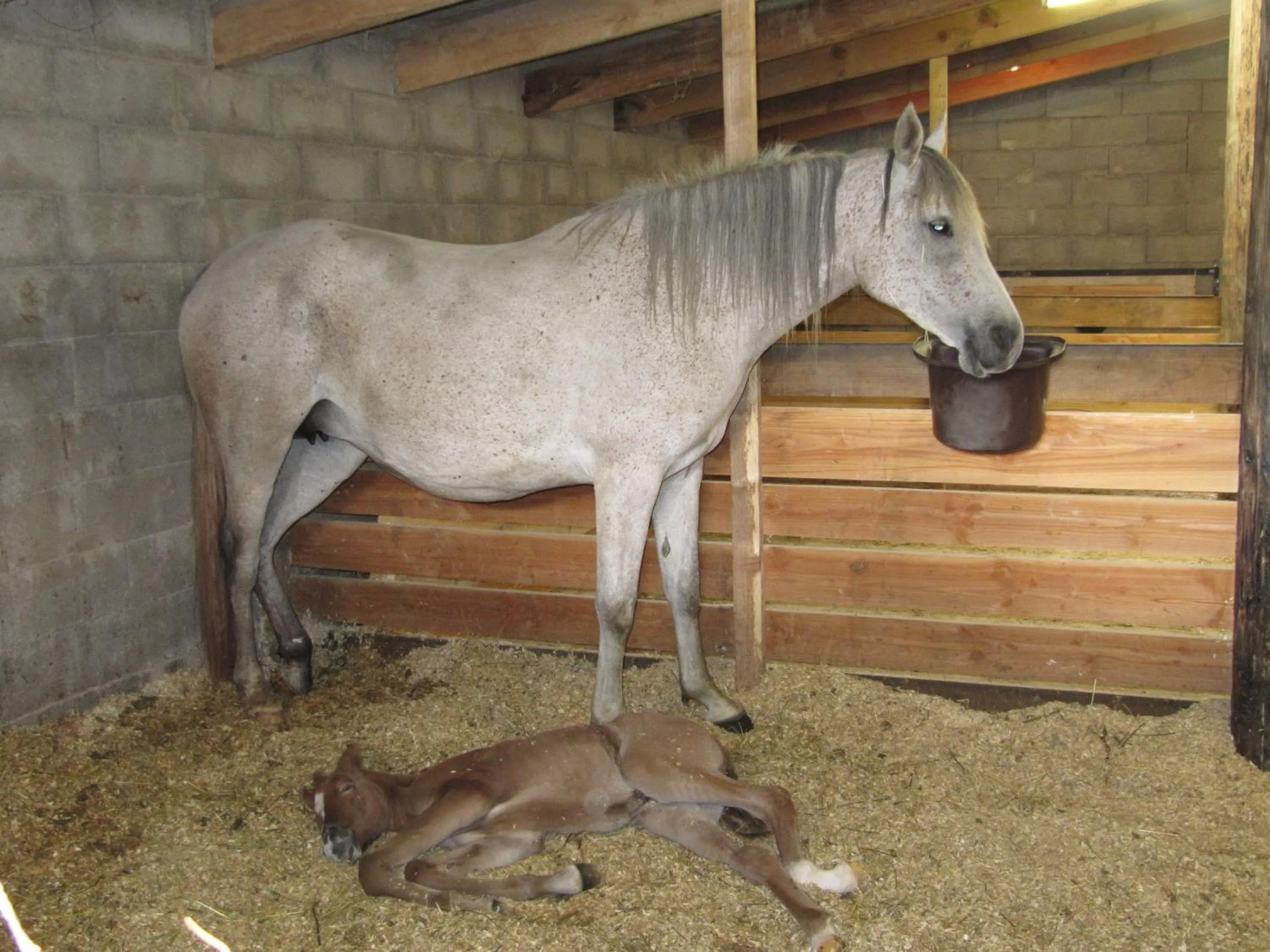 Pets in Le Petit Rias Gîte Soleil