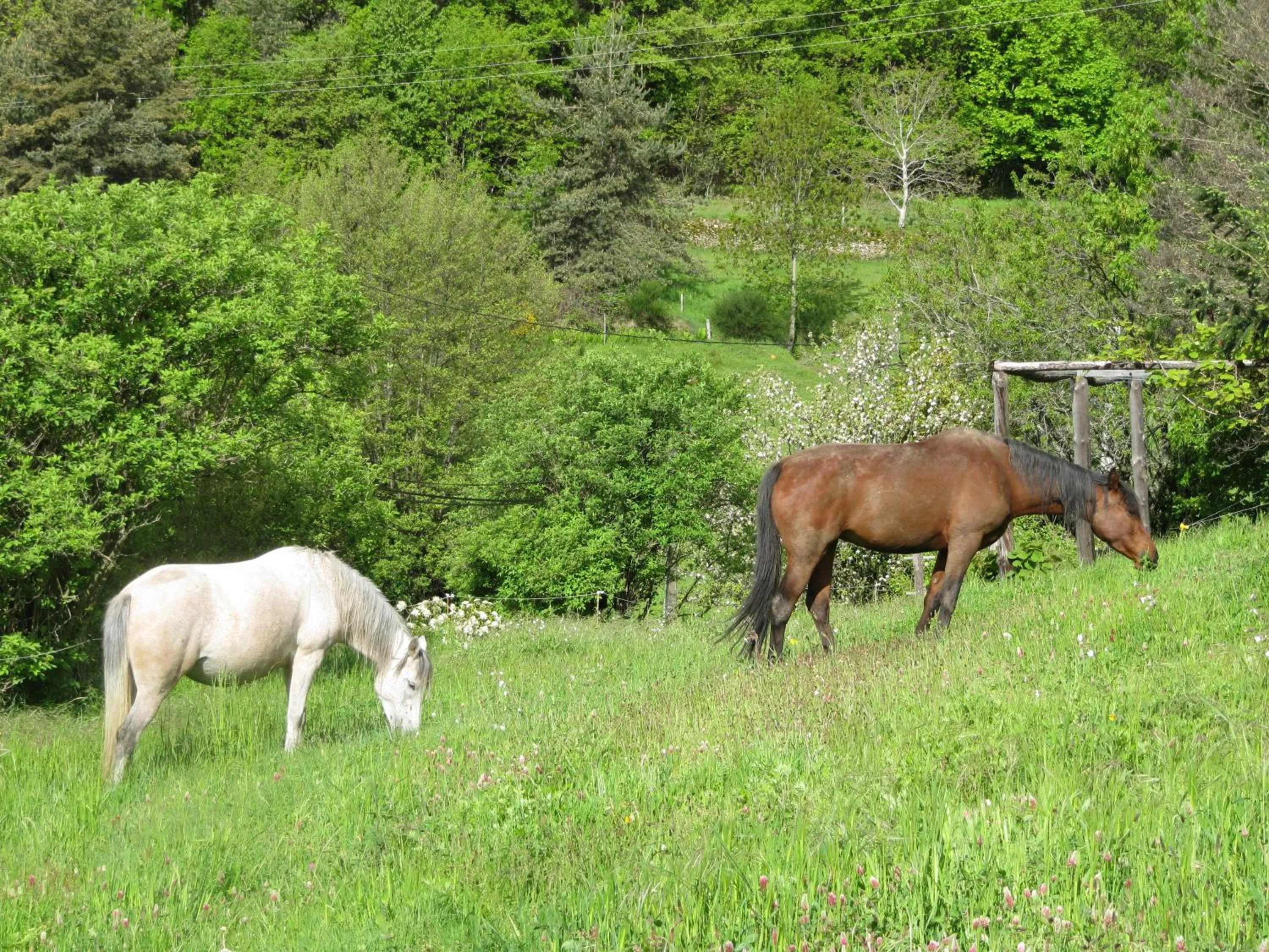 Animals in Le Petit Rias Gîte Soleil