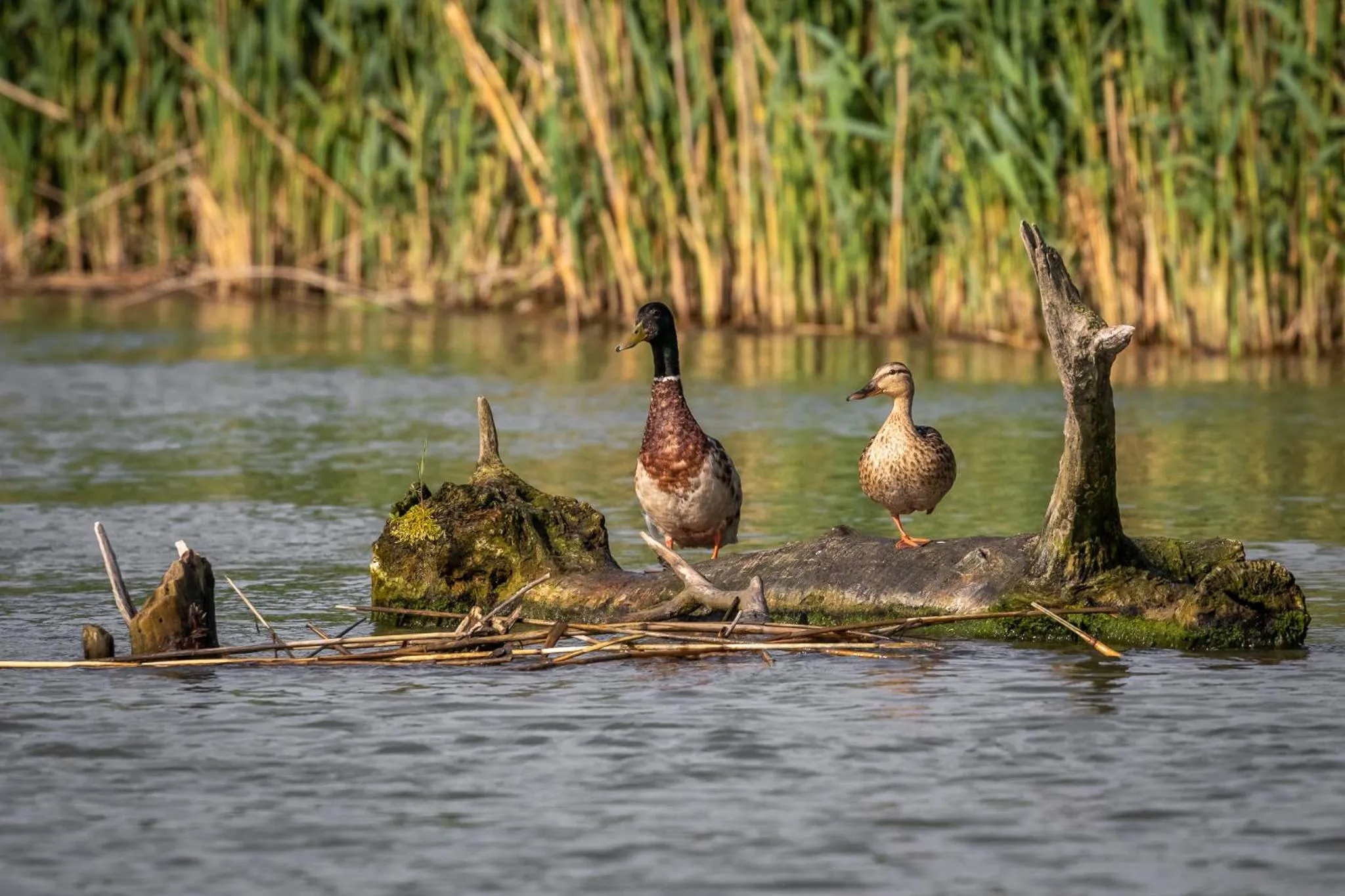 Natural landscape in Green Village Resort