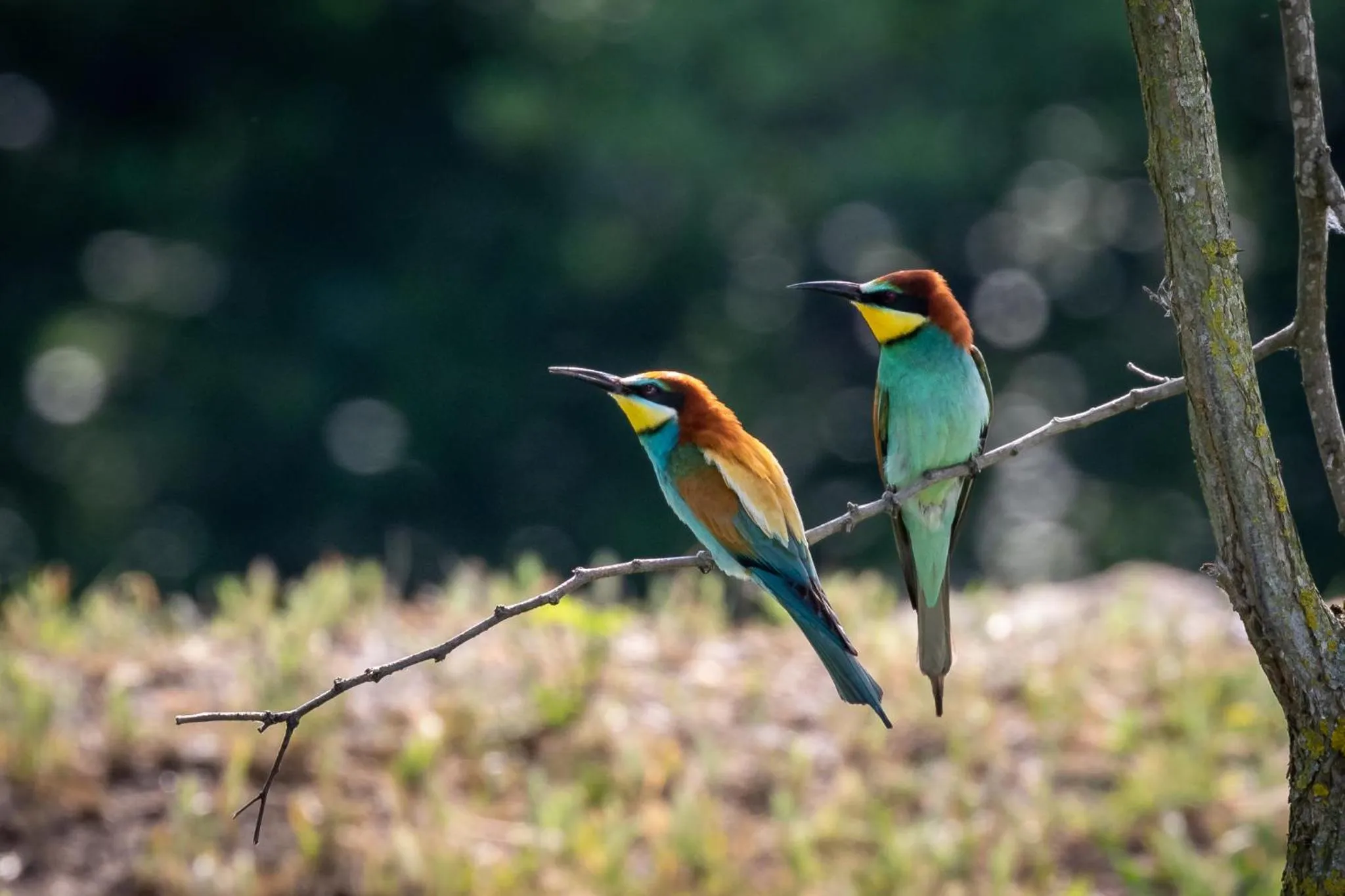 Animals in Green Village Resort