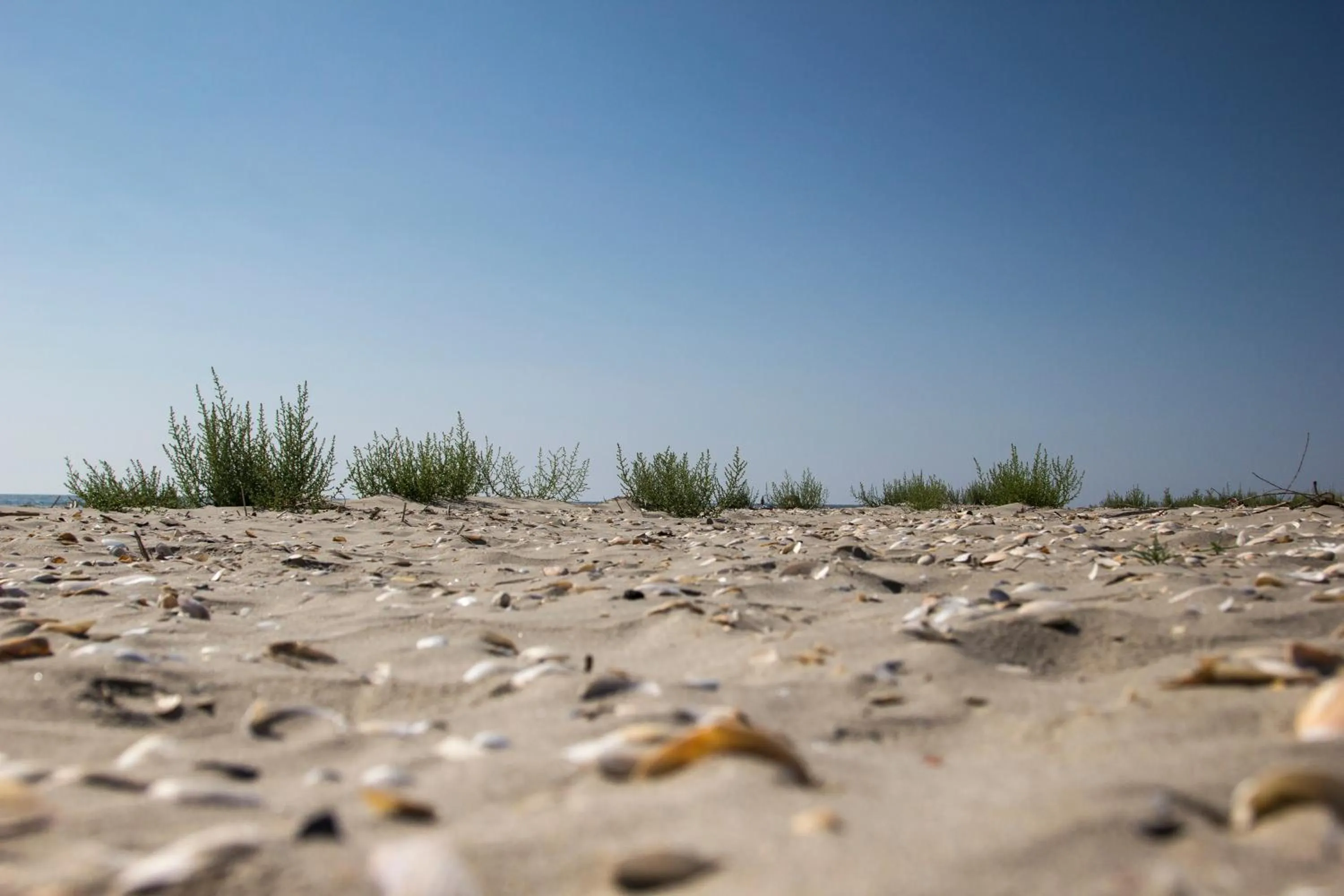 Beach in Green Village Resort