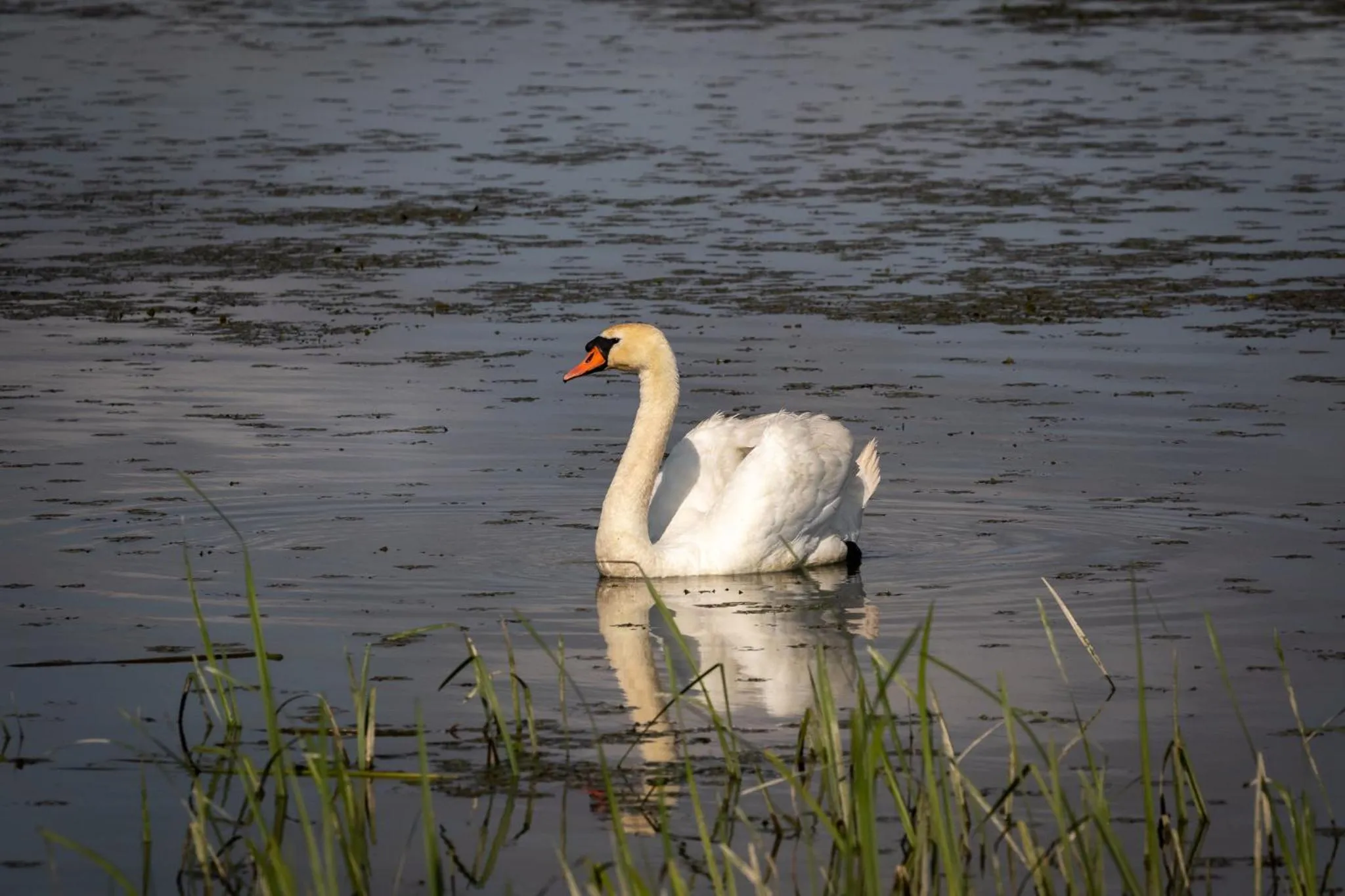 Animals in Green Village Resort