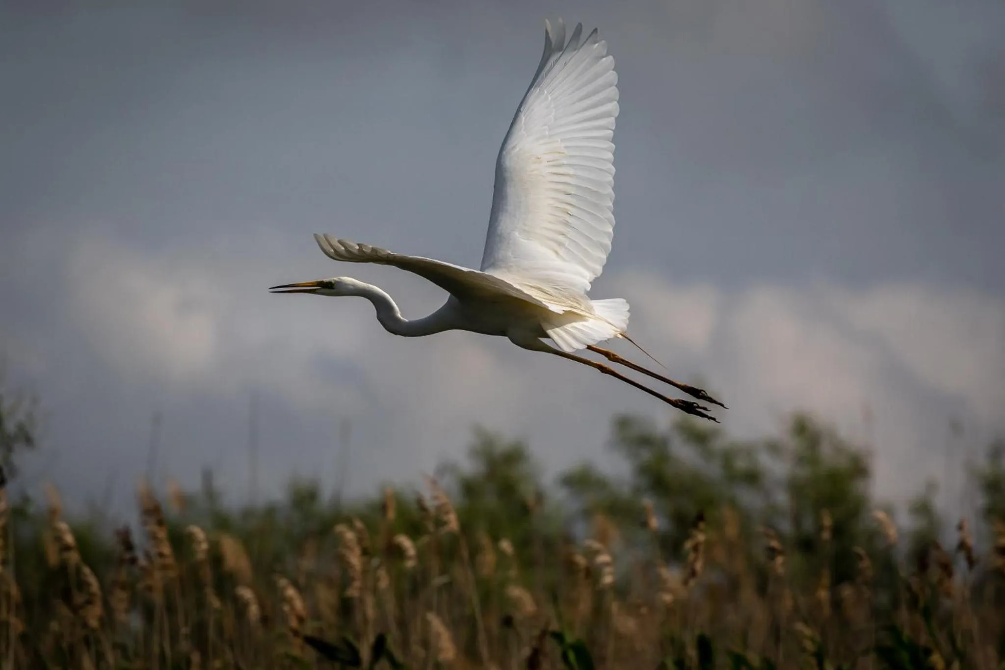 Animals in Green Village Resort