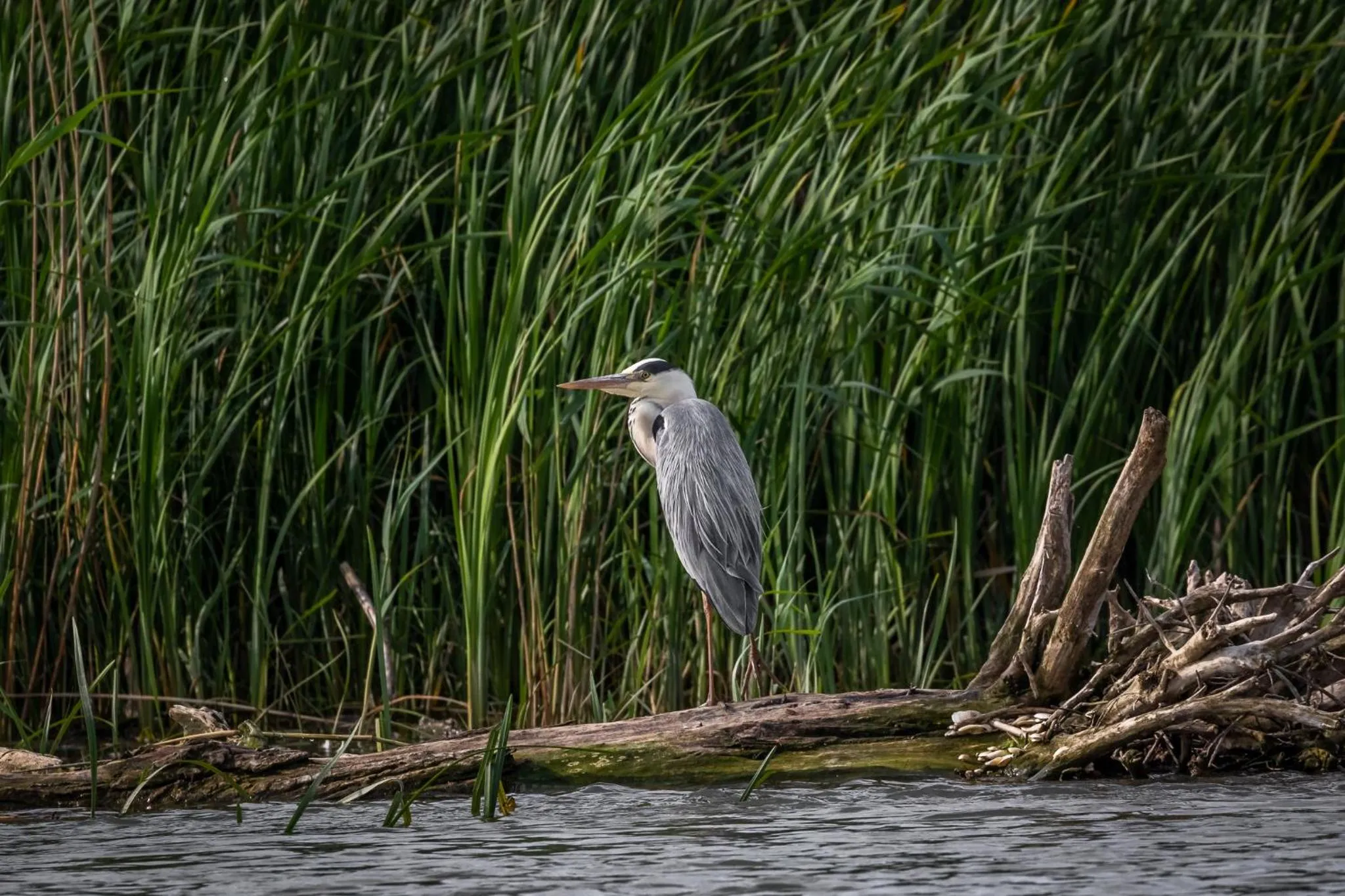 Natural landscape in Green Village Resort