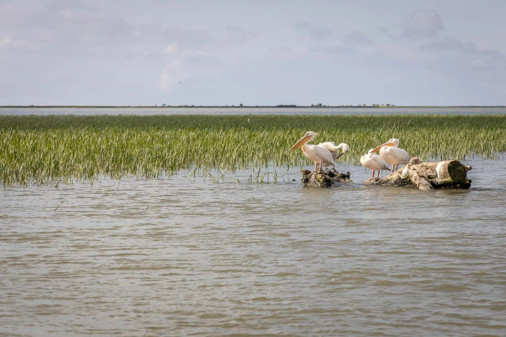 Natural landscape in Green Village Resort