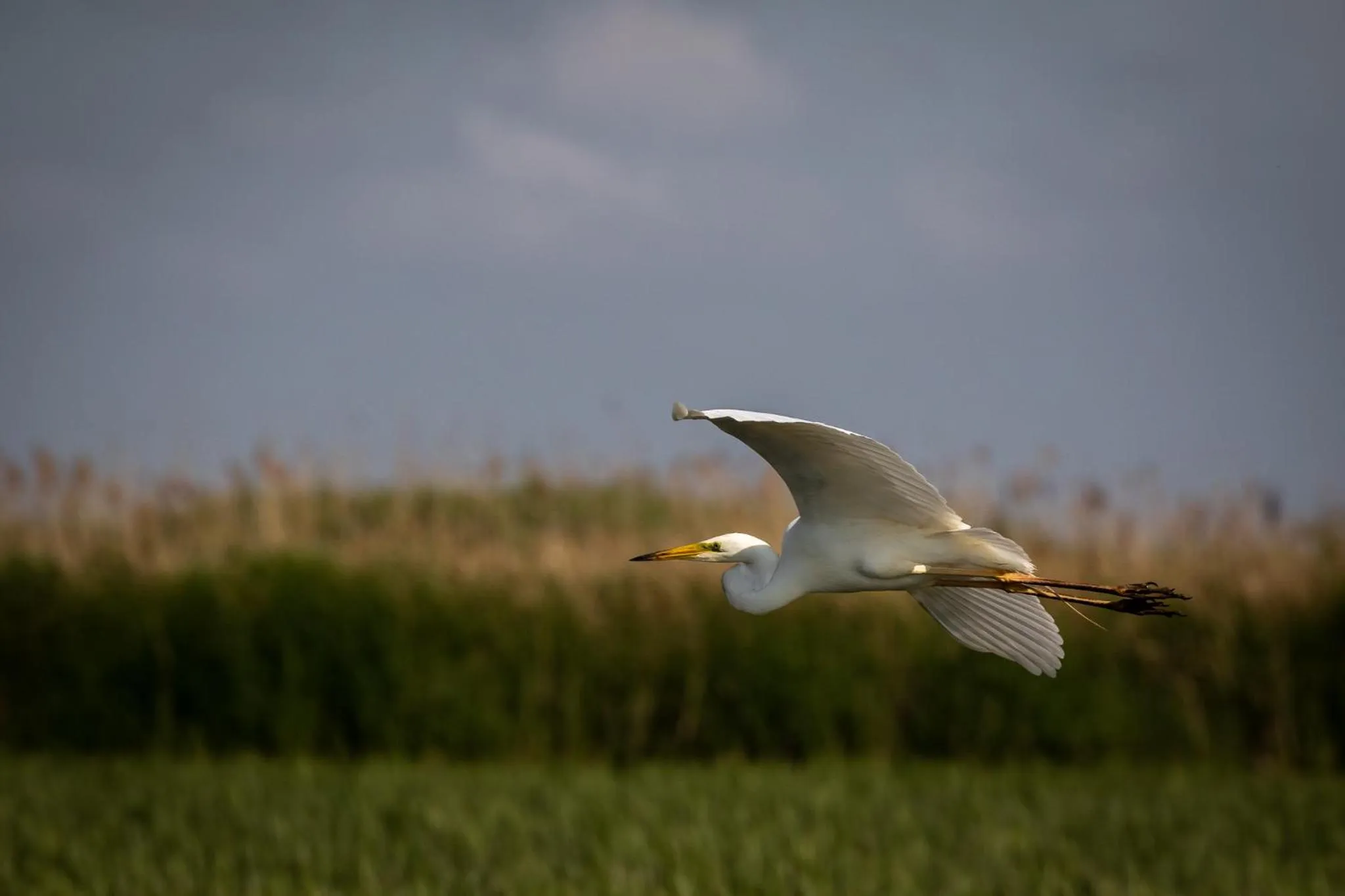 Animals in Green Village Resort
