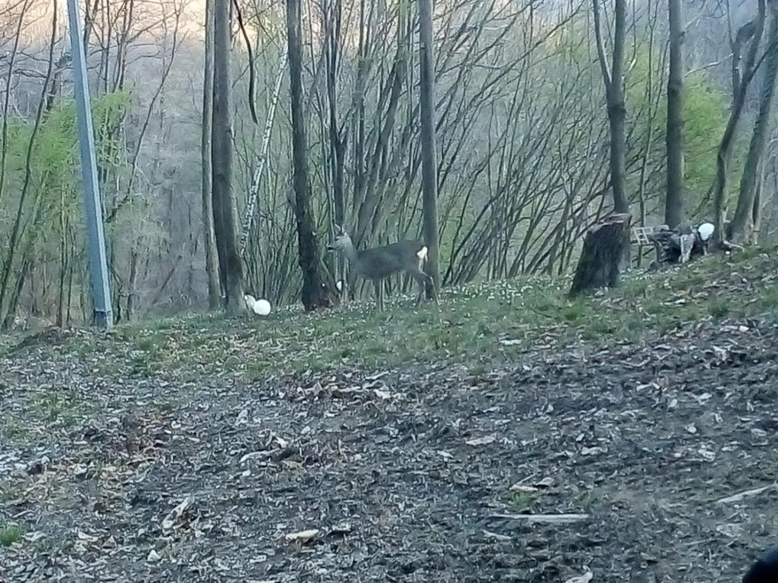 Appartamento La Casa nel Bosco