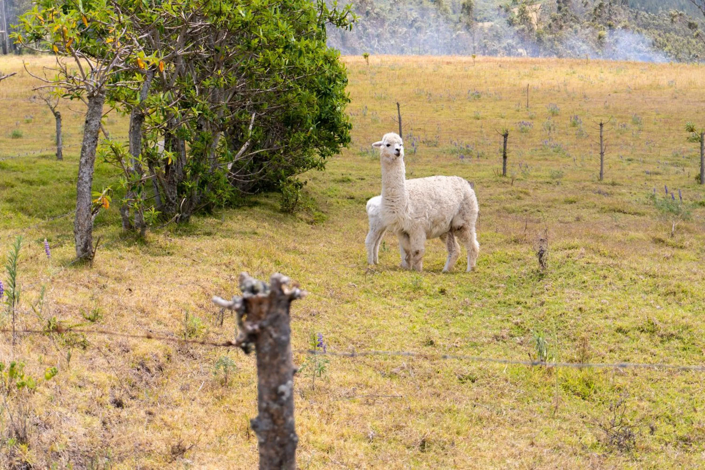 Hacienda San Isidro Trails & Experiences