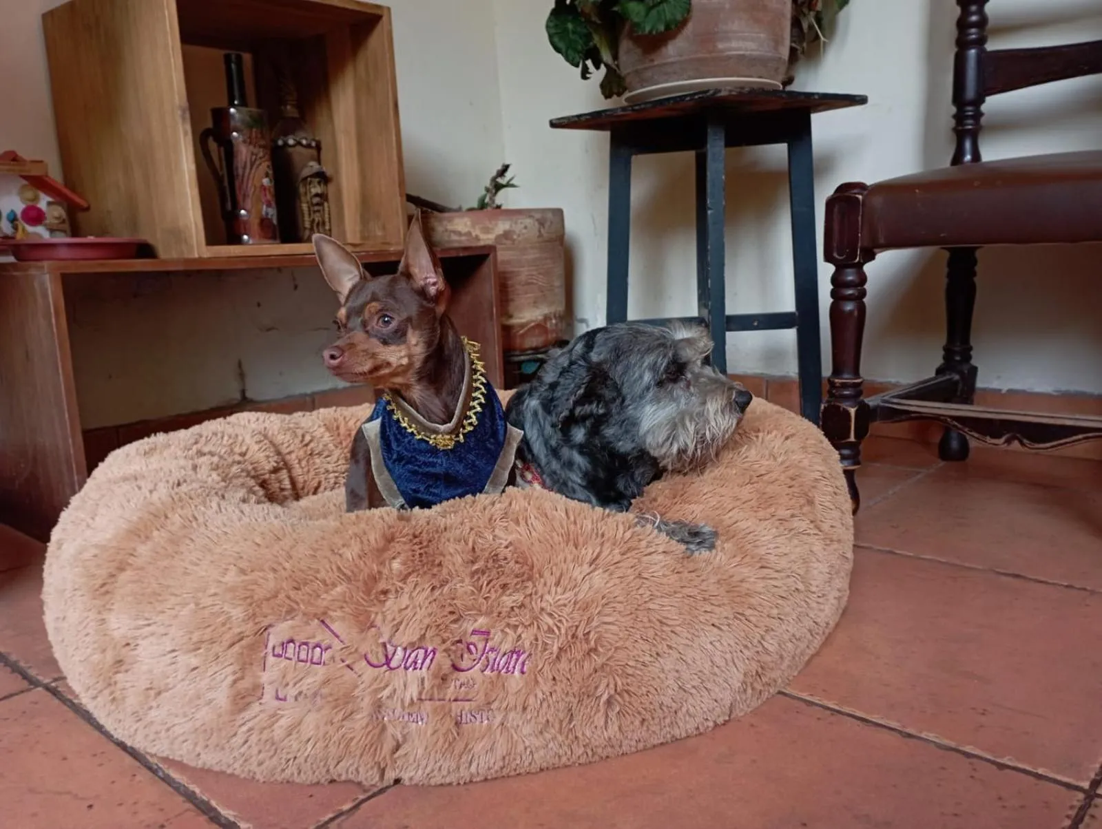 Pets in Hacienda San Isidro Trails & Experiences