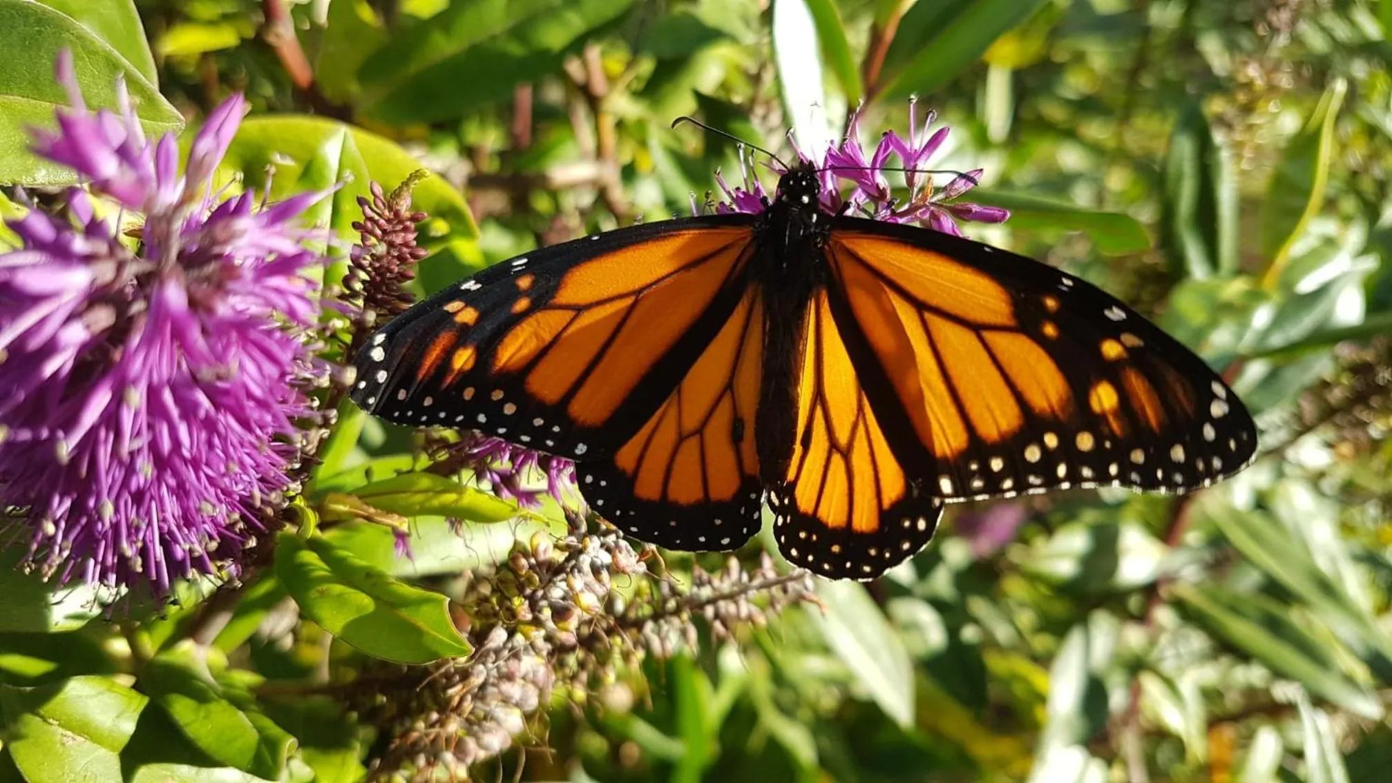 Garden in The Jolly Poacher Retreat
