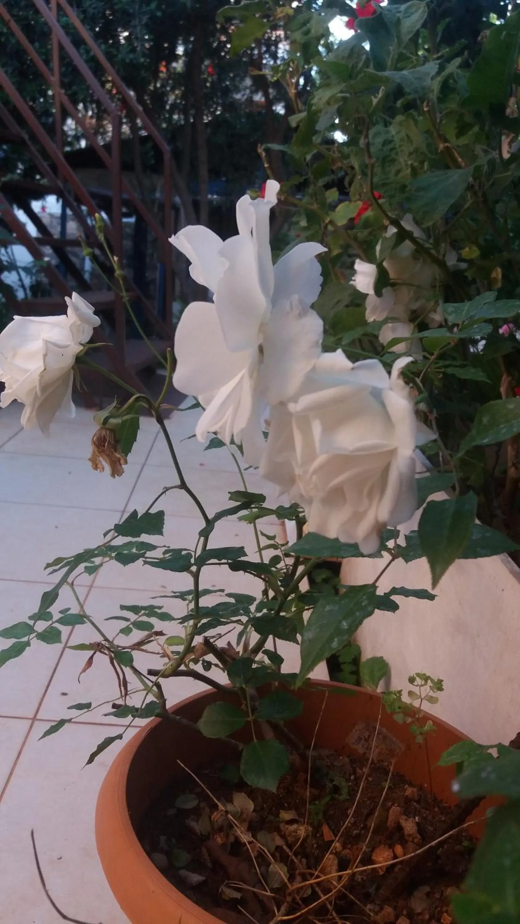 Other in Likya Pansiyon