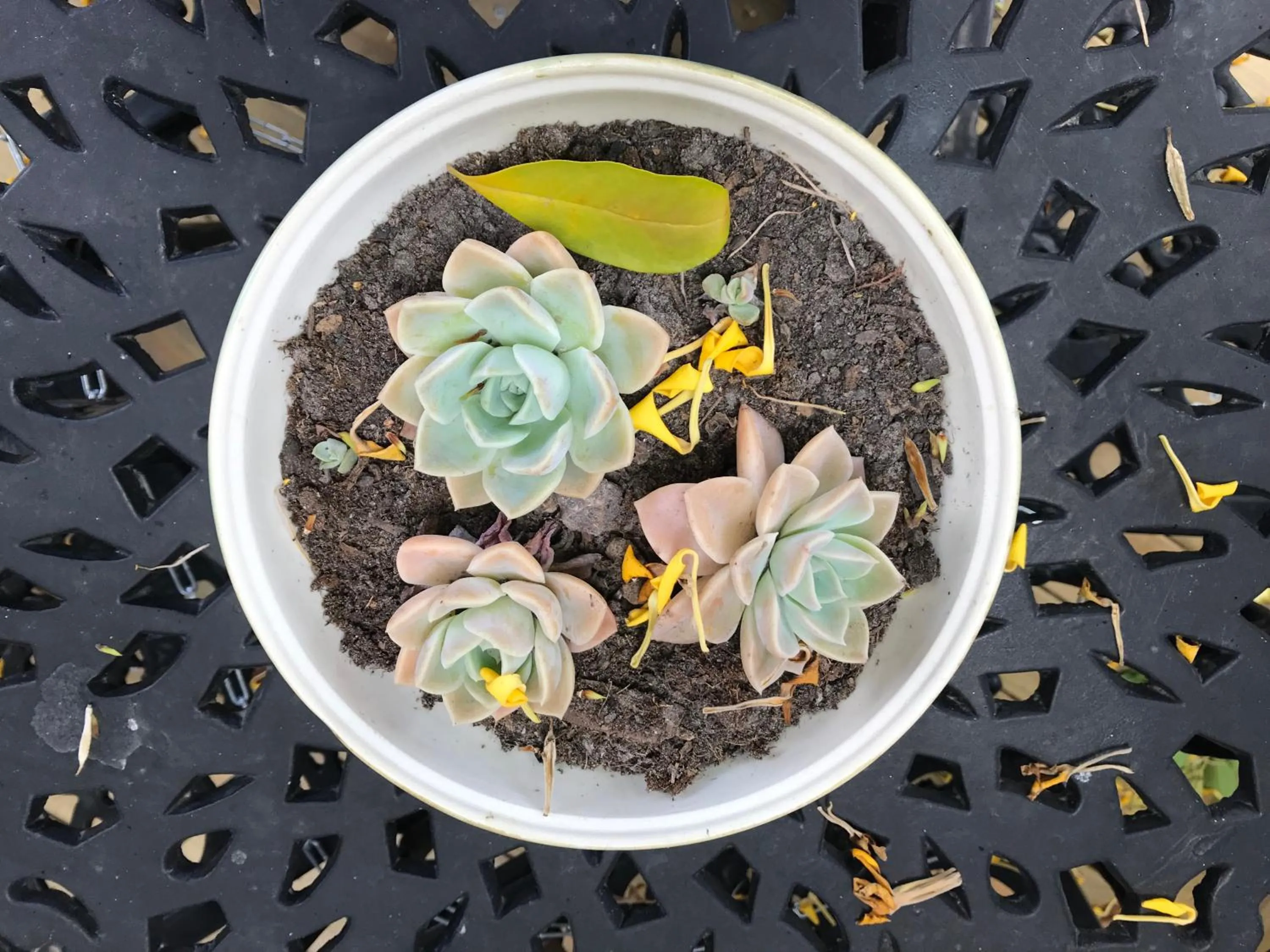 Cul de Sac - Accommodation