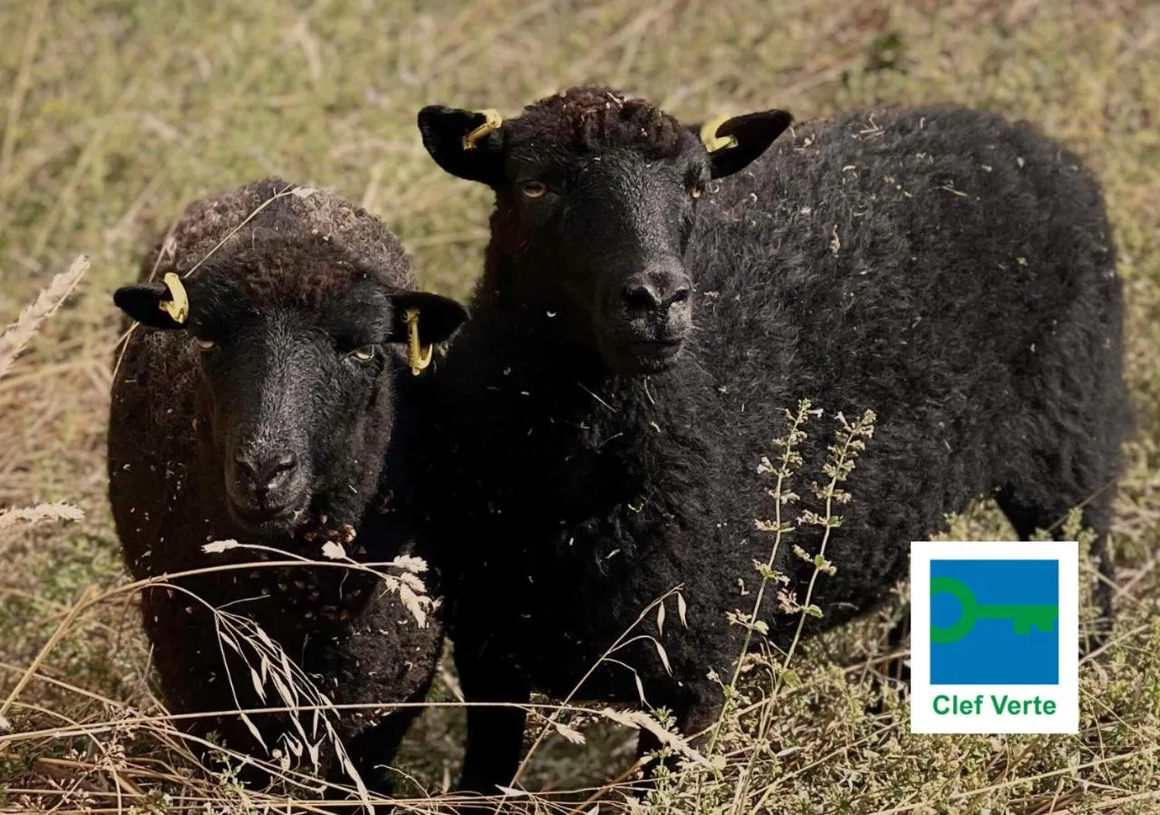 Garden in Novotel Lyon Bron Meeting & Events