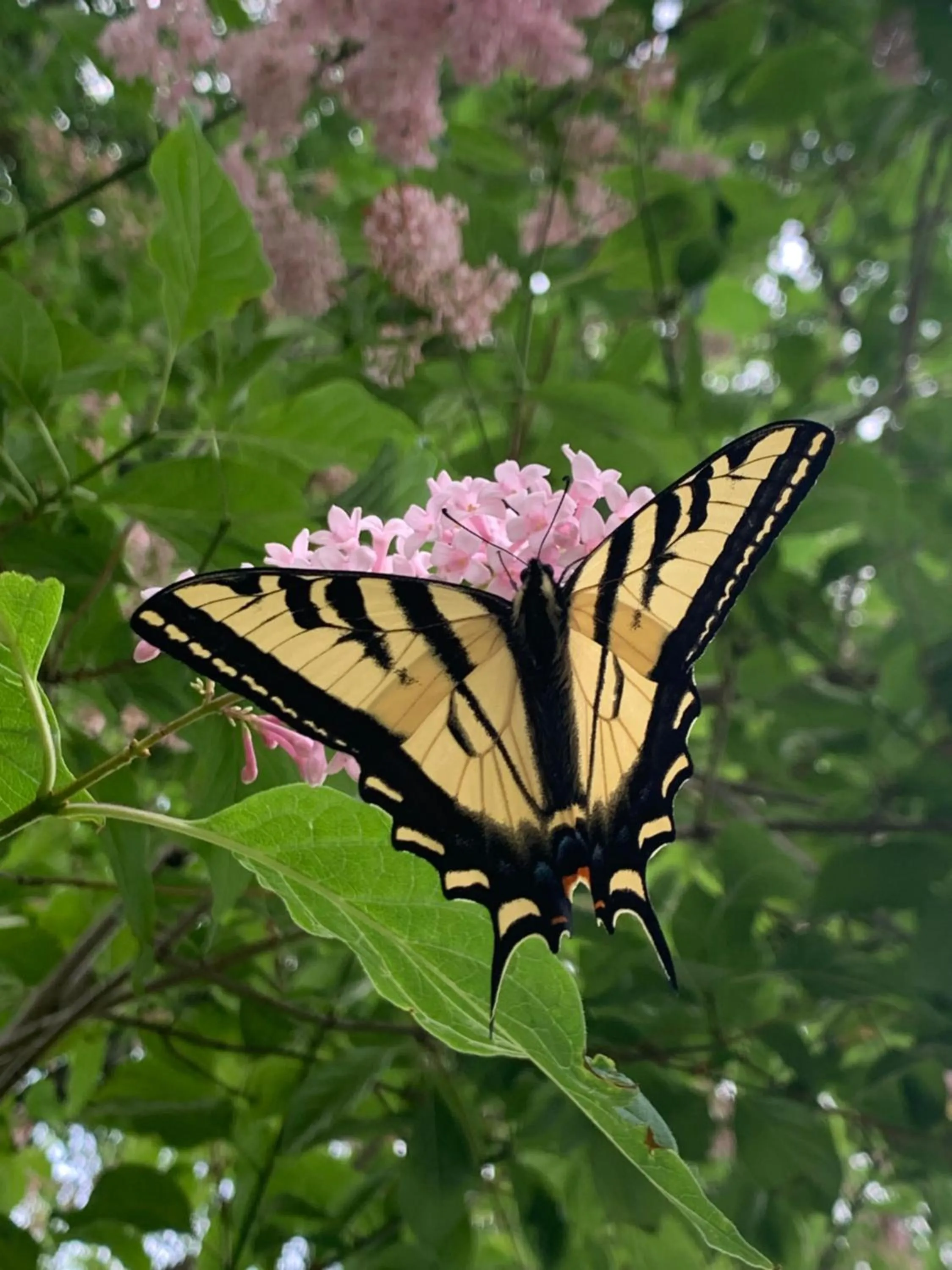 Garden in Lake View Lodge