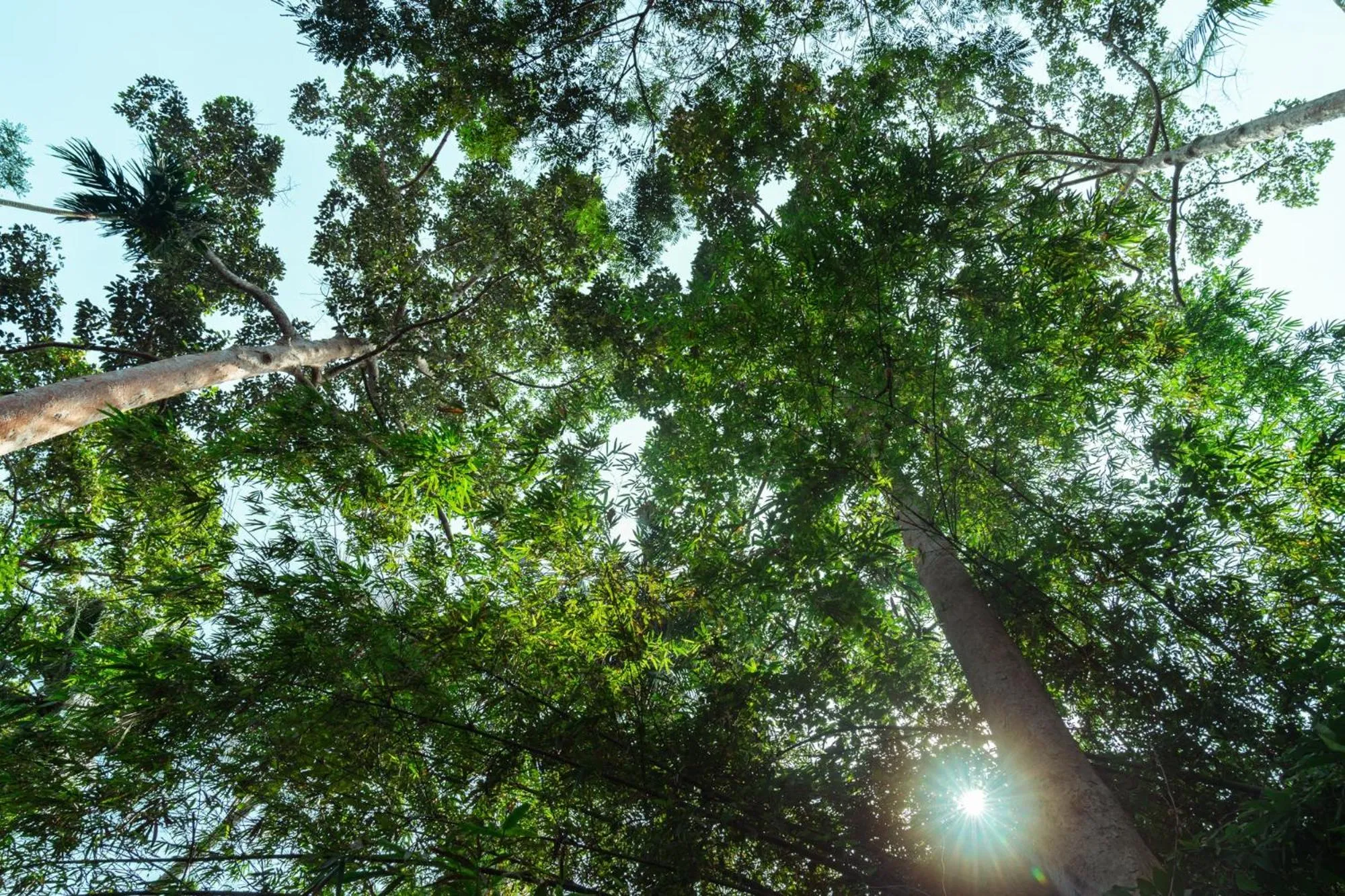 Garden in Leeloo Paradise