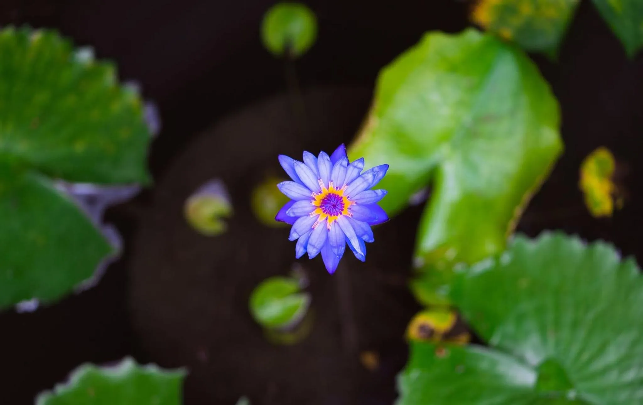 Garden in Leeloo Paradise