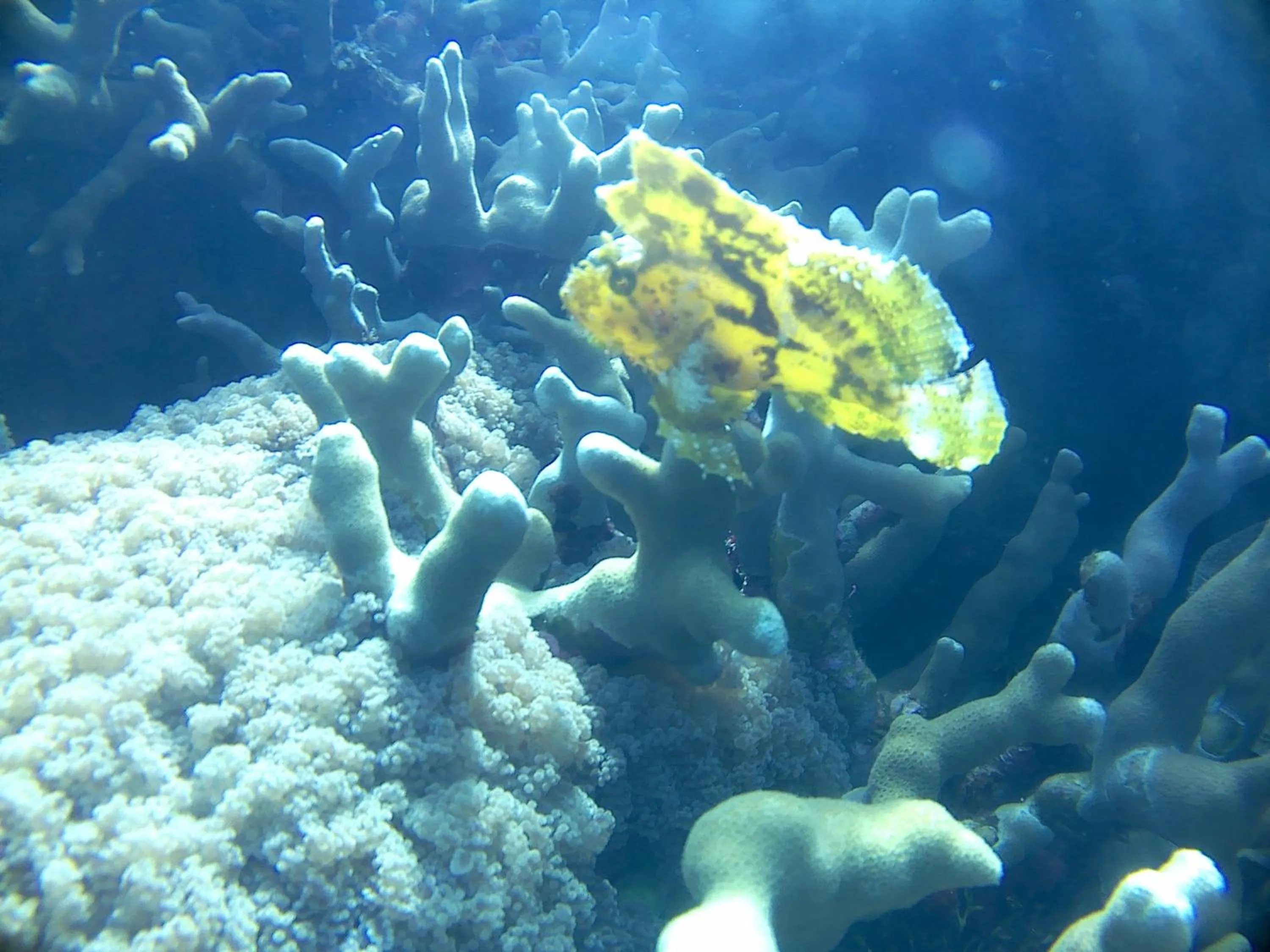 Wakatobi Patuno Diving and Beach Resort by SAHID